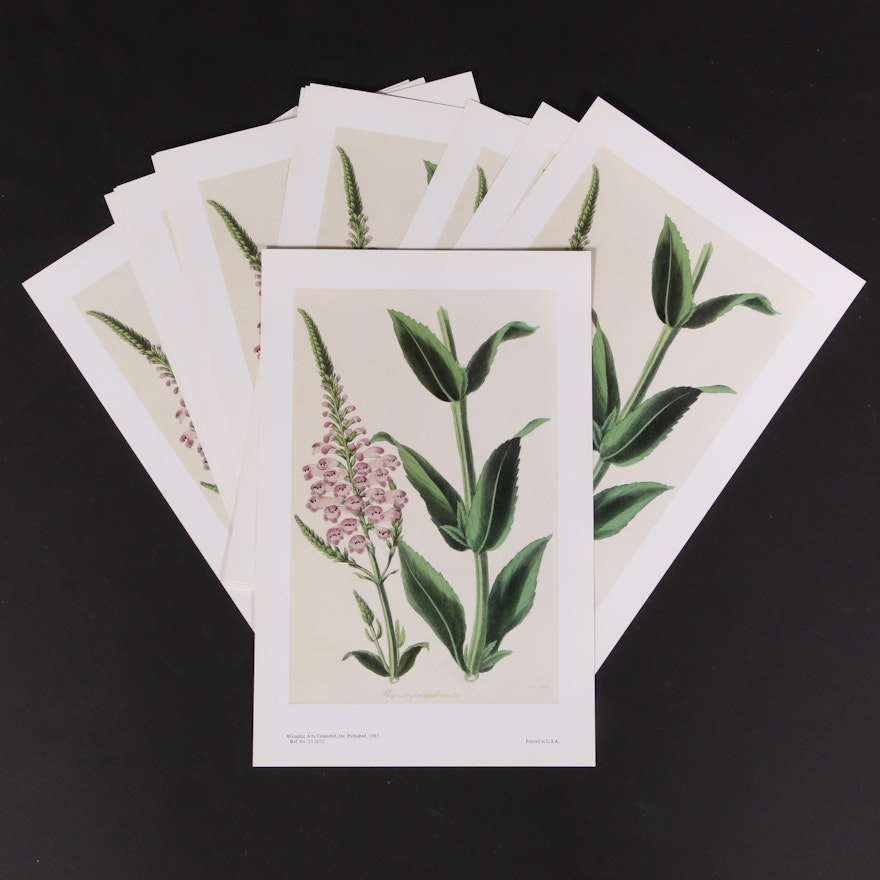 Offset Lithographs of Botanical Illustrations