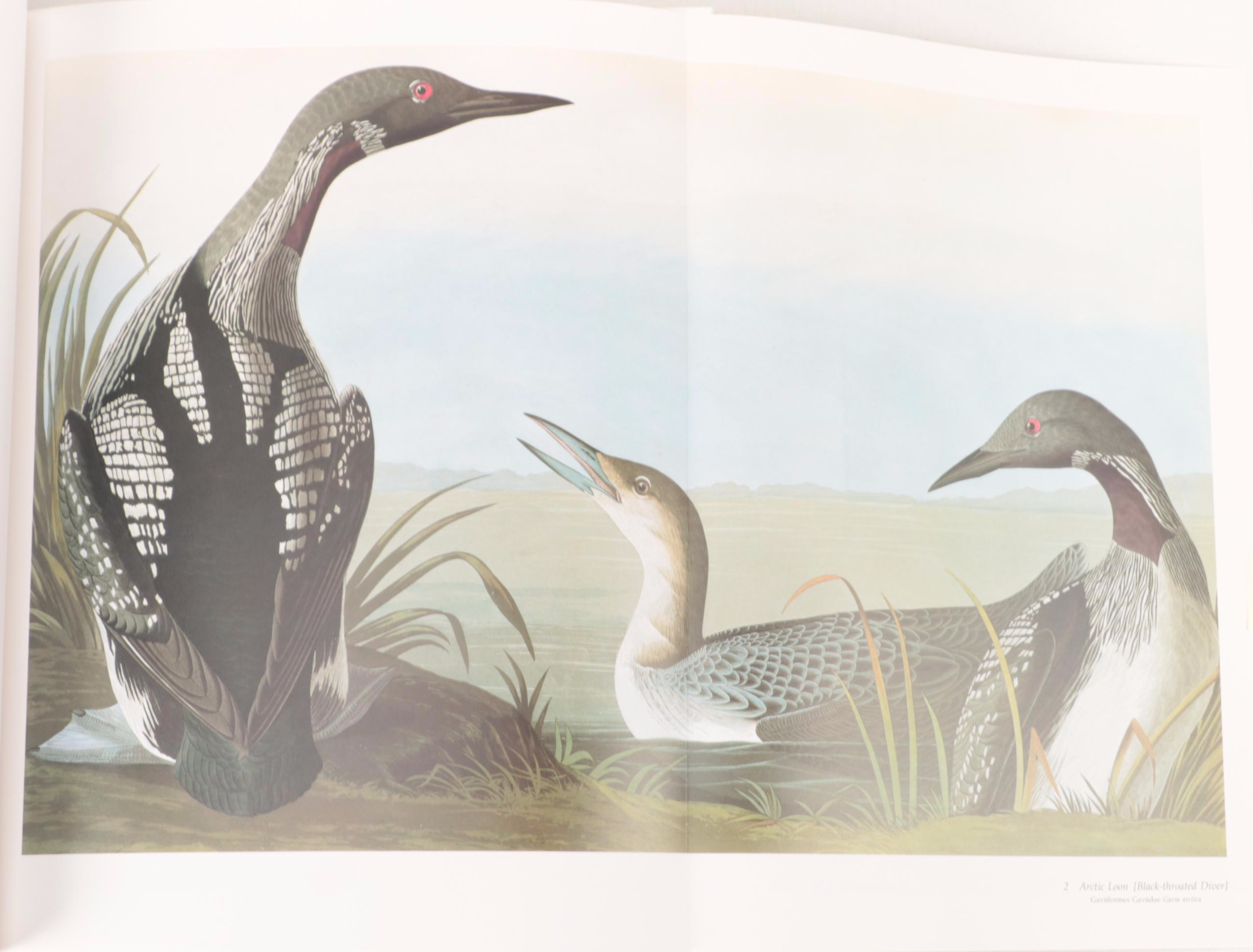 "Audubon's Birds of America" by Roger Tory Peterson and Virginia Peterson