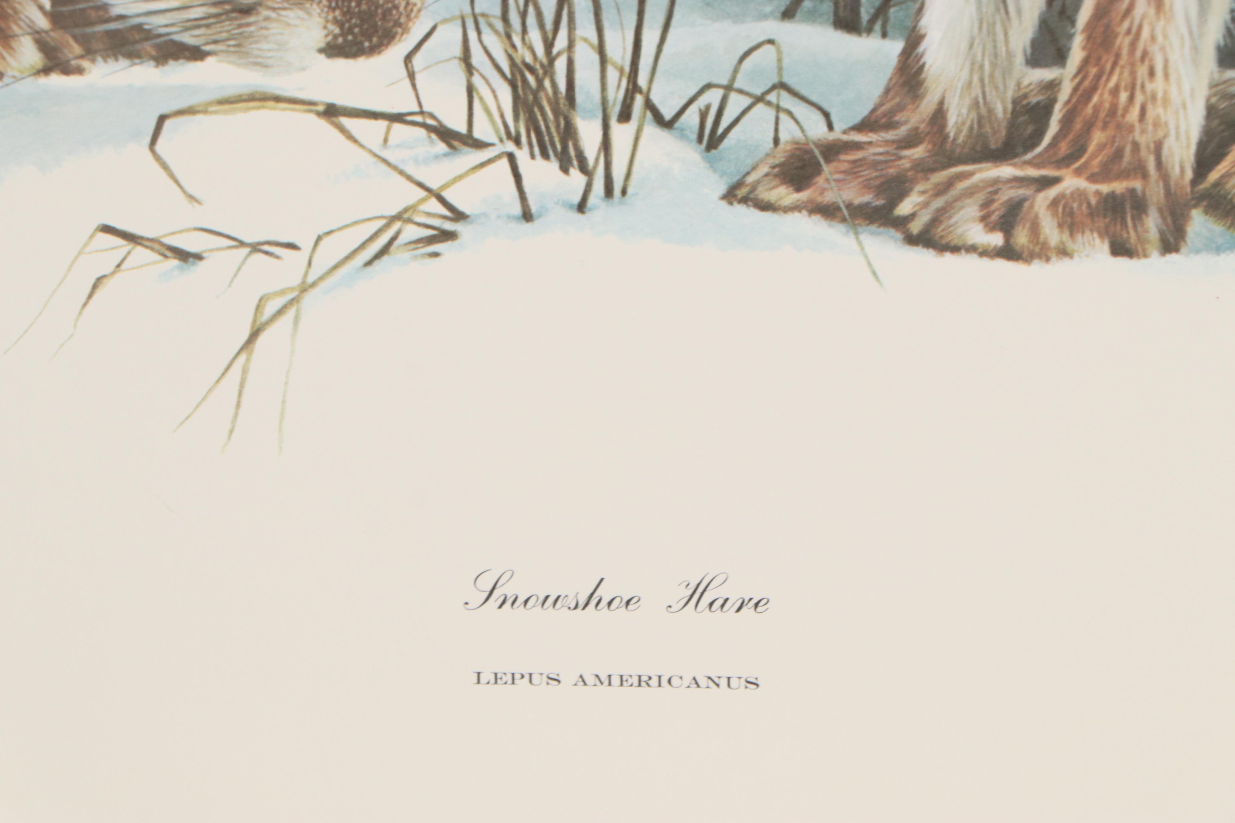Richard Timm Offset Lithograph "Snowshoe Hare," 1976