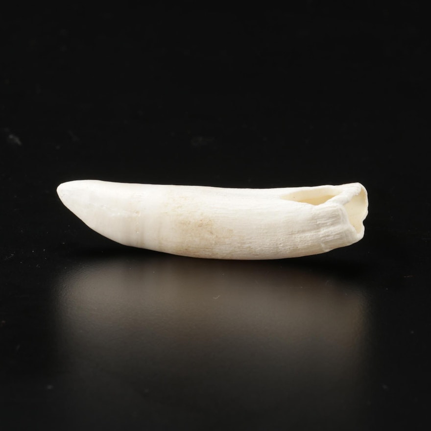 Alligator Tooth