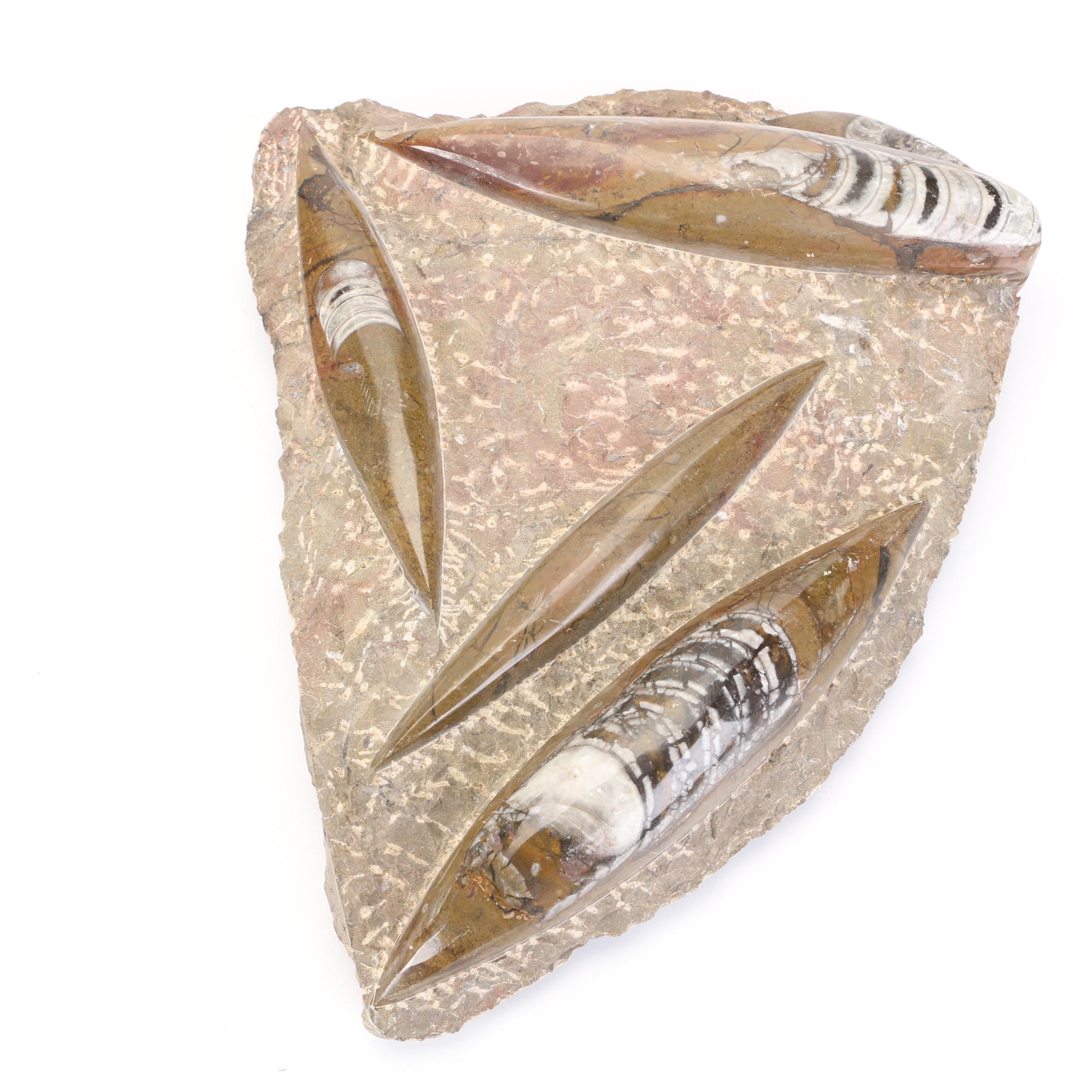 Orthoceras Fossil Specimen Slabs