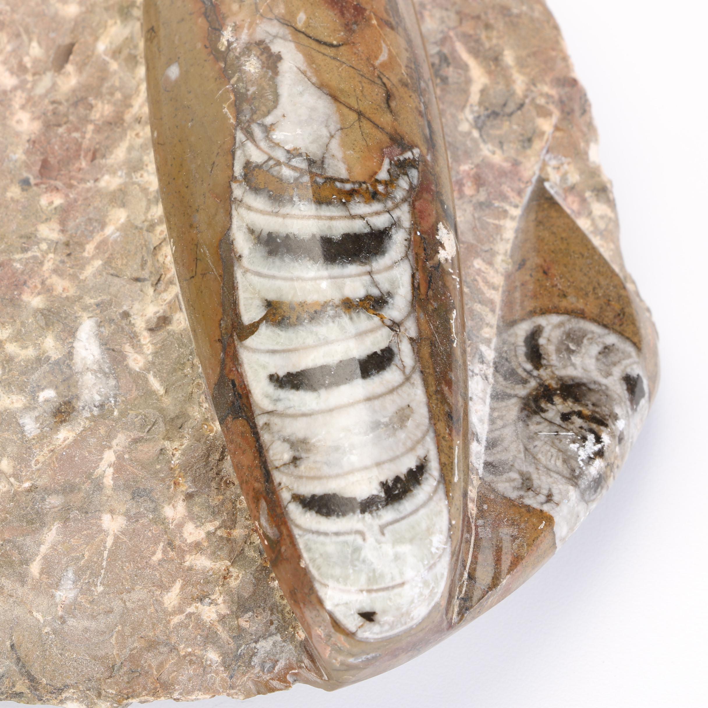 Orthoceras Fossil Specimen Slabs