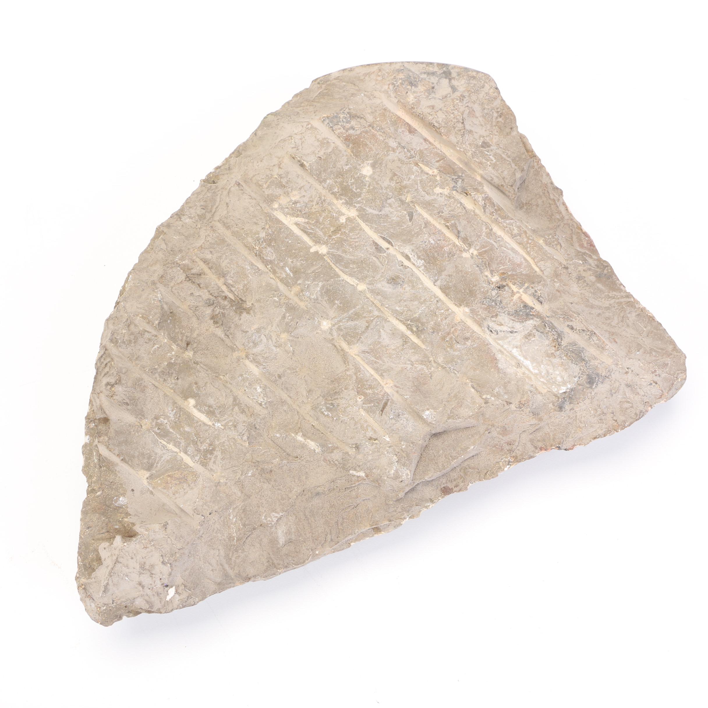 Orthoceras Fossil Specimen Slabs