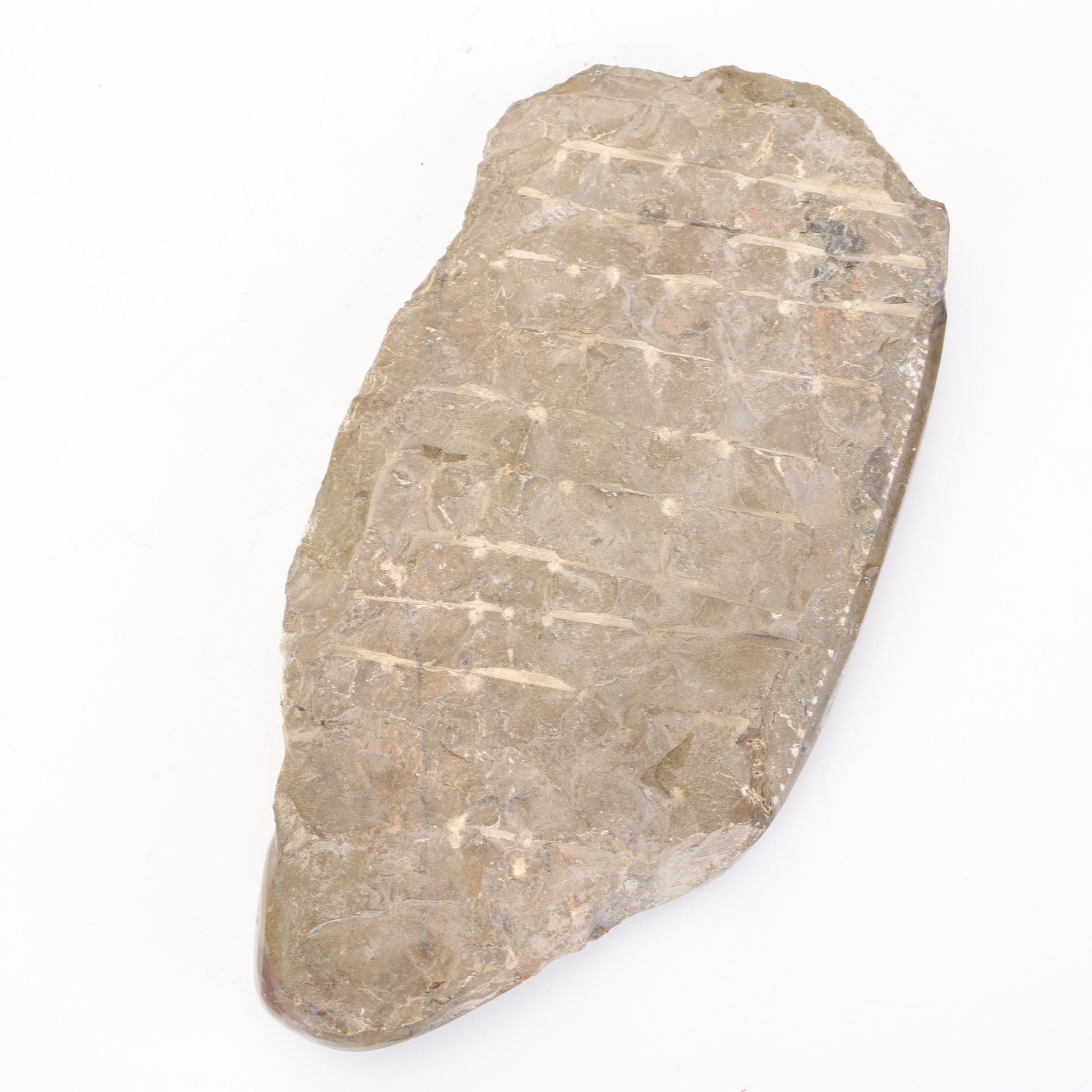 Orthoceras Fossil Specimen Slabs