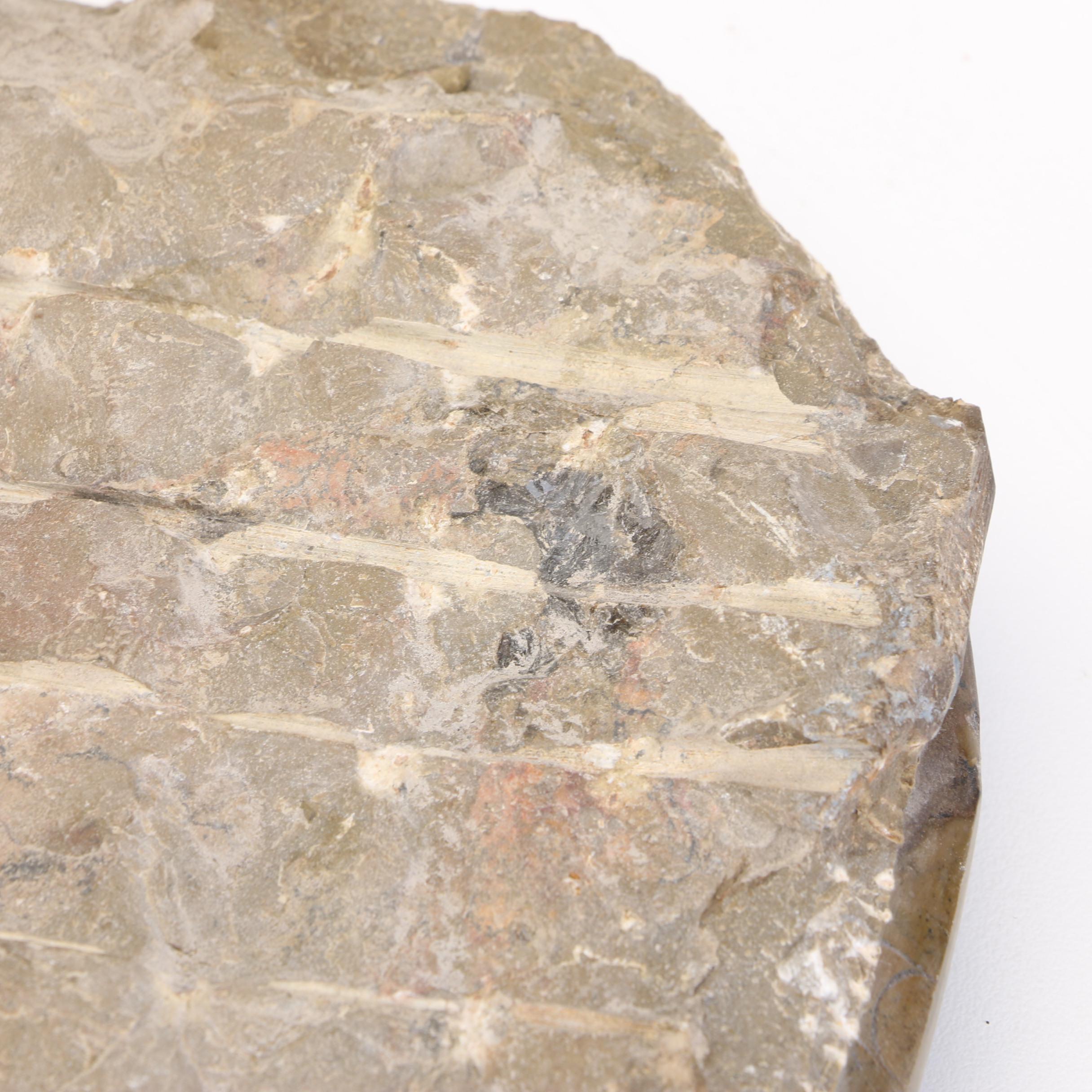 Orthoceras Fossil Specimen Slabs