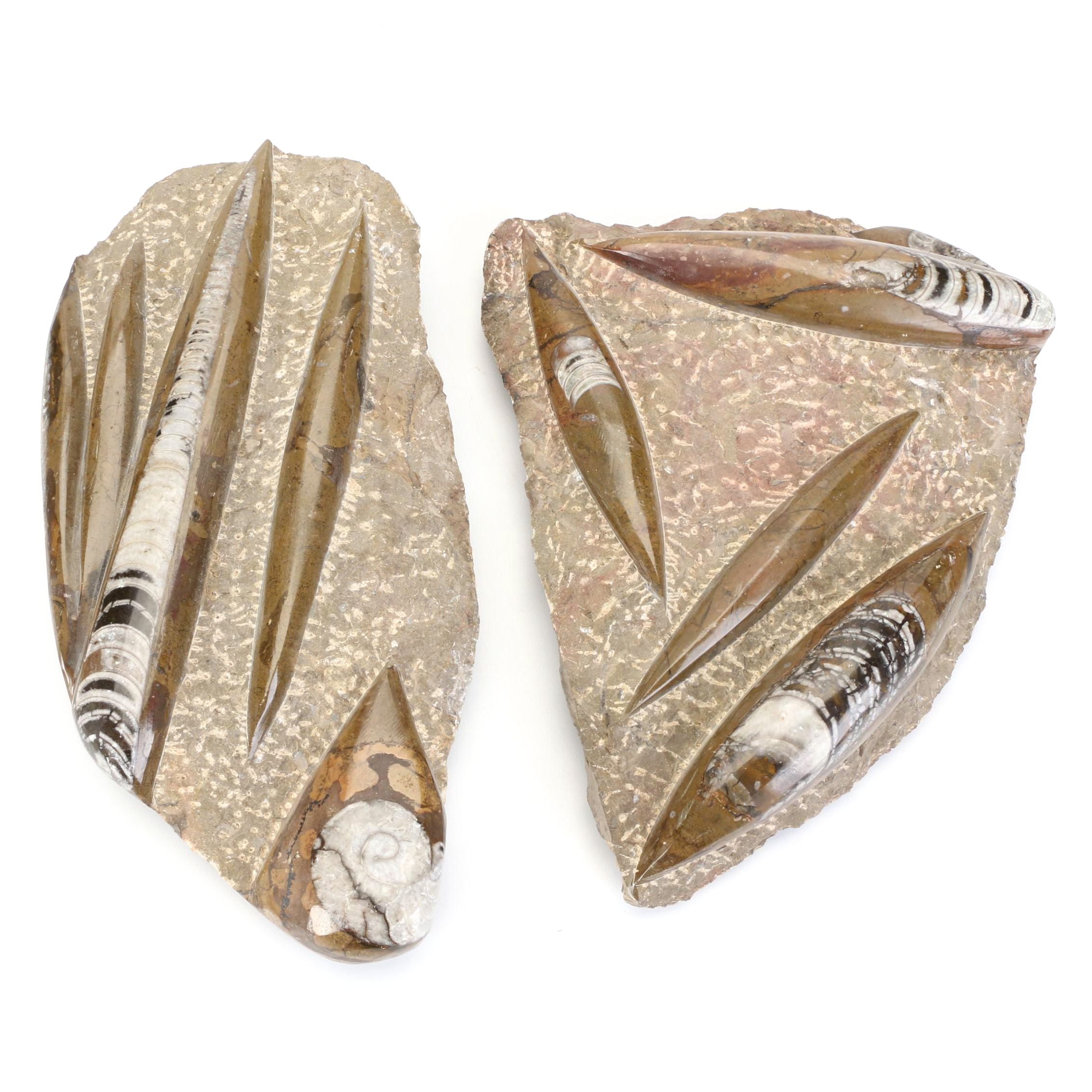 Orthoceras Fossil Specimen Slabs