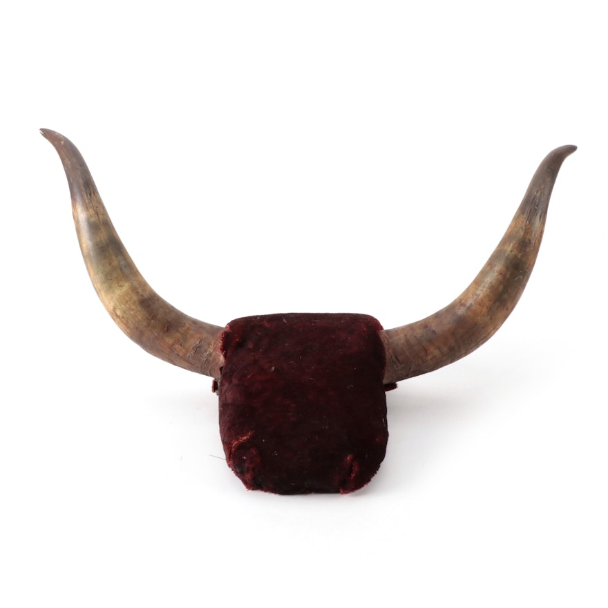 Longhorn Steer  Mounted Horns Wall Decor