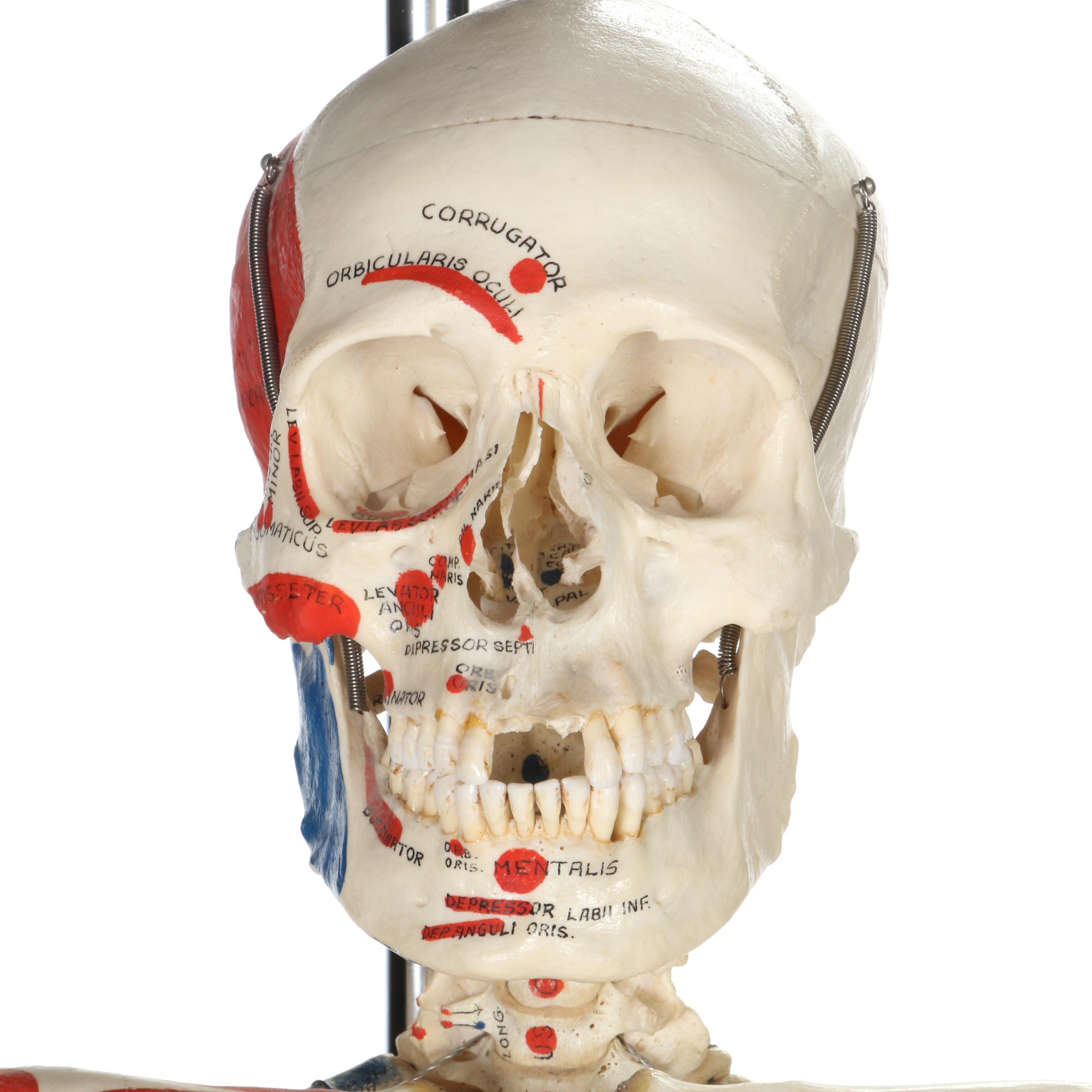 Articulated Life-Size Human Skeleton Model with Painted Ligaments and Muscles
