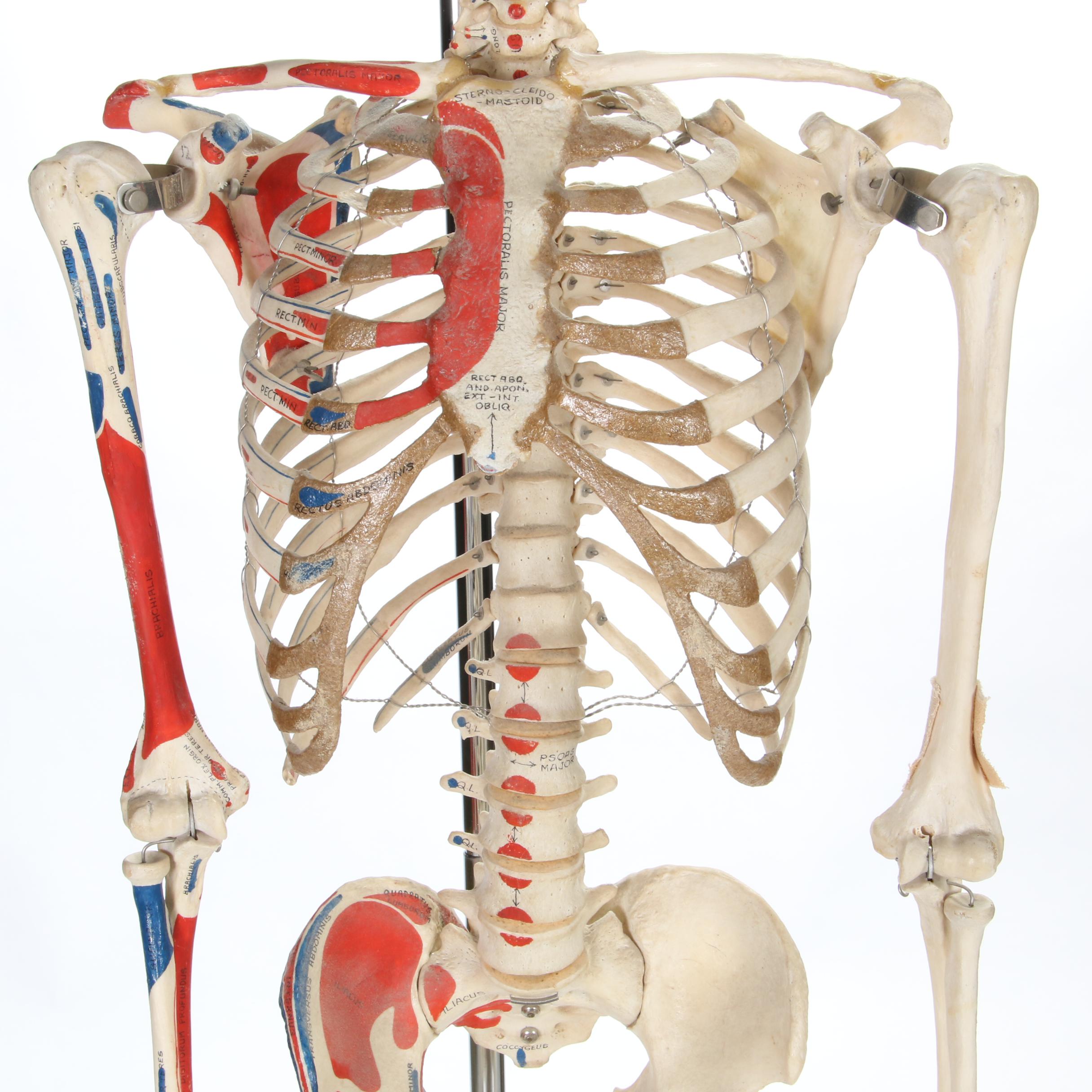 Articulated Life-Size Human Skeleton Model with Painted Ligaments and Muscles
