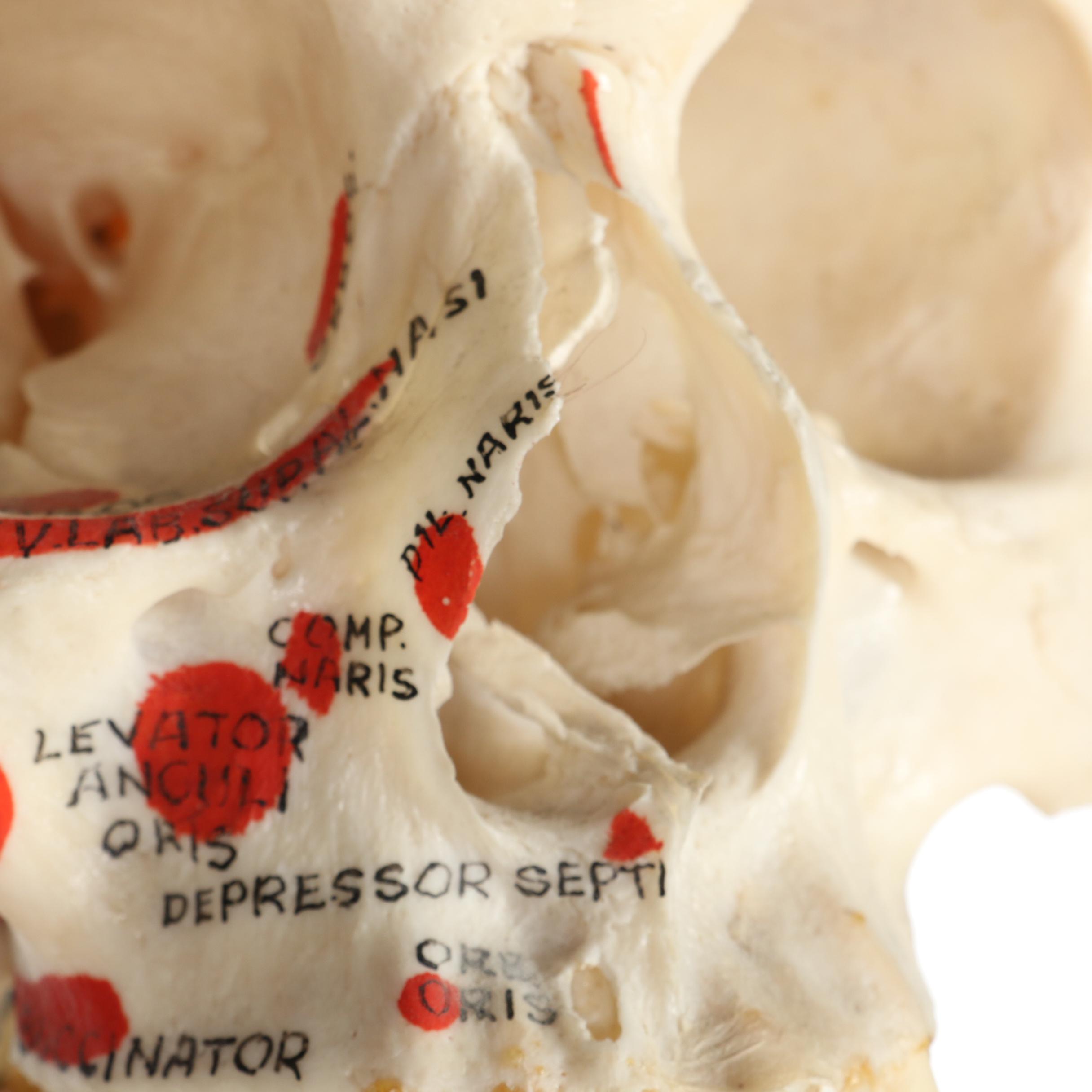 Articulated Life-Size Human Skeleton Model with Painted Ligaments and Muscles