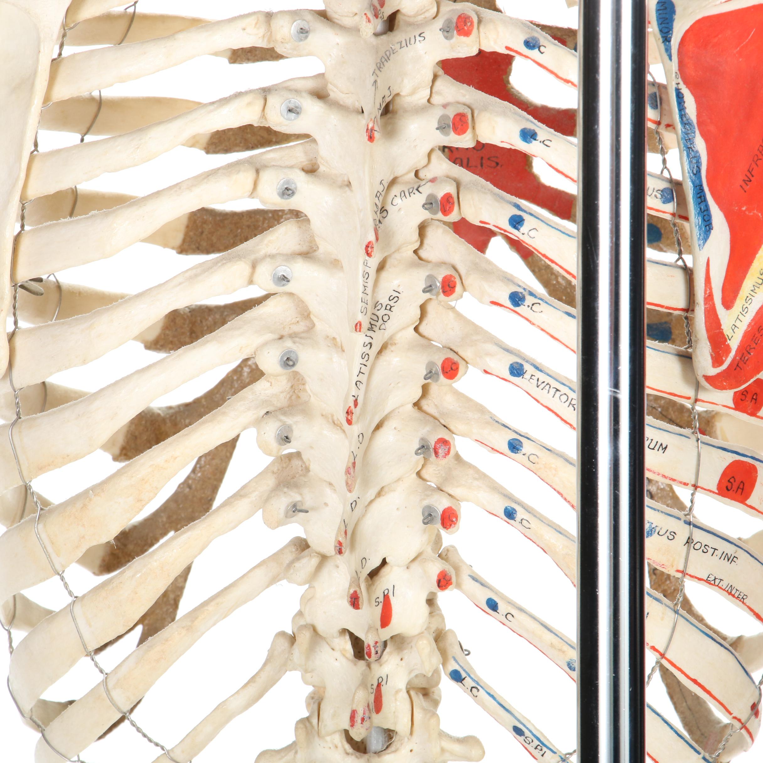 Articulated Life-Size Human Skeleton Model with Painted Ligaments and Muscles
