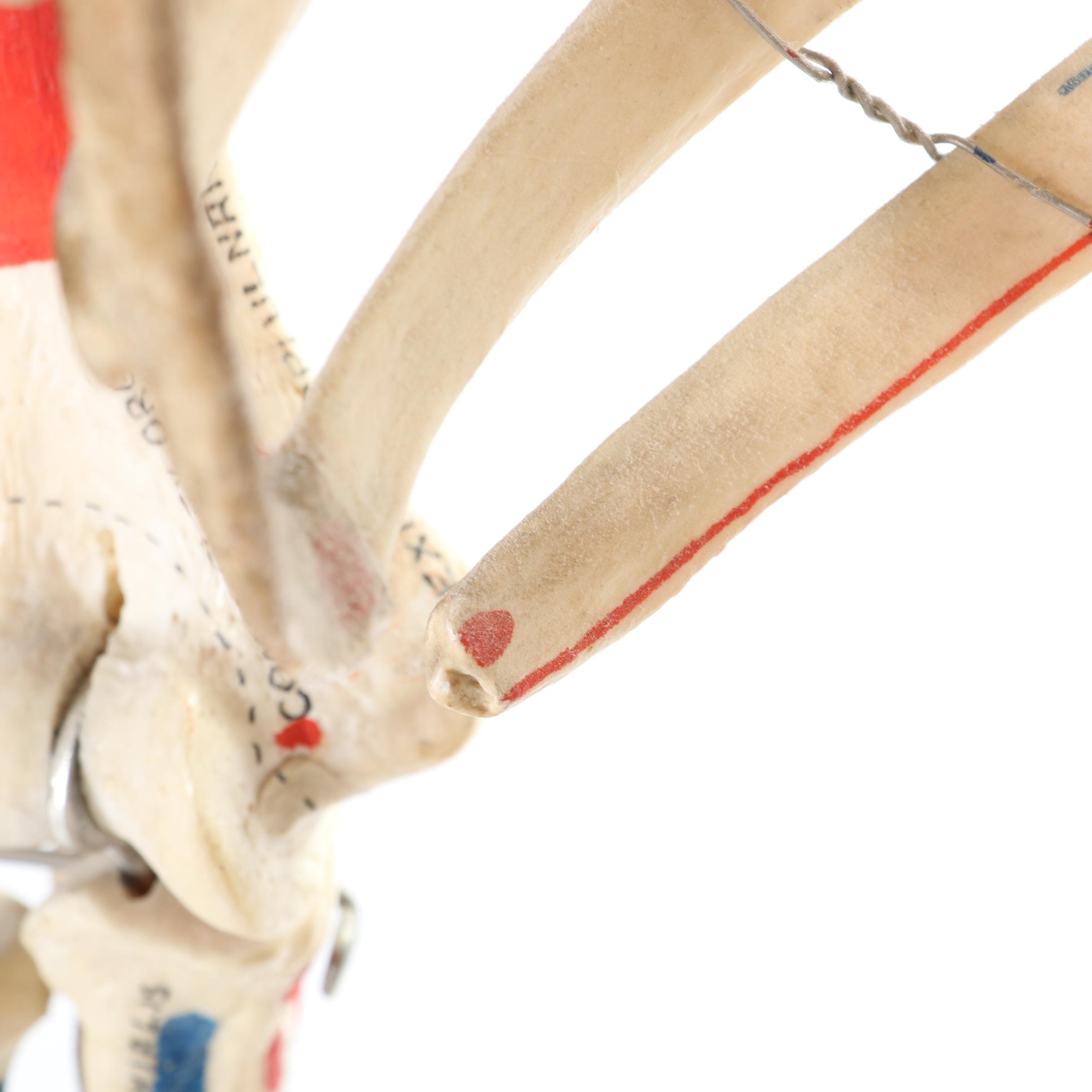 Articulated Life-Size Human Skeleton Model with Painted Ligaments and Muscles