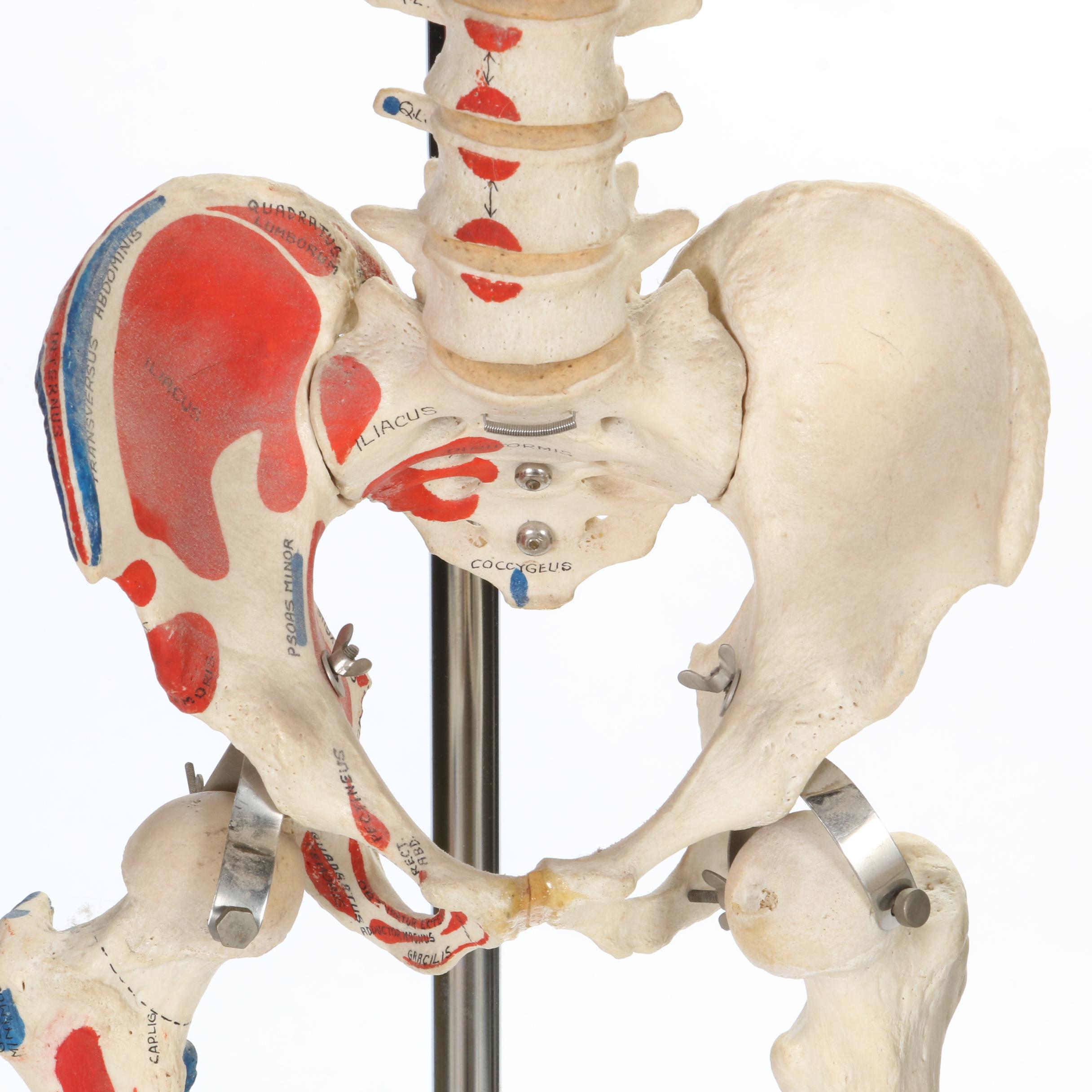 Articulated Life-Size Human Skeleton Model with Painted Ligaments and Muscles