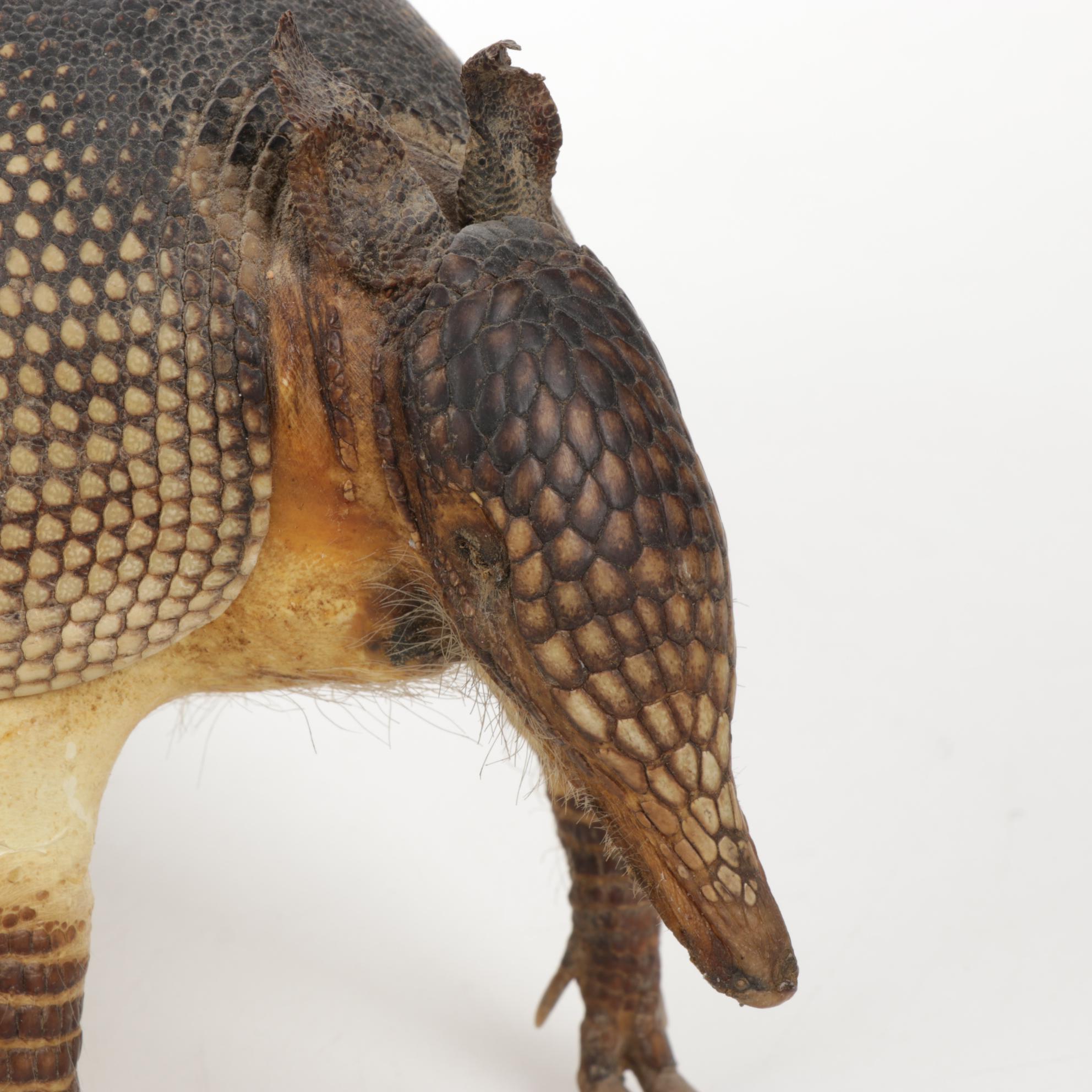 Taxidermy Full Body Nine-Banded Armadillo