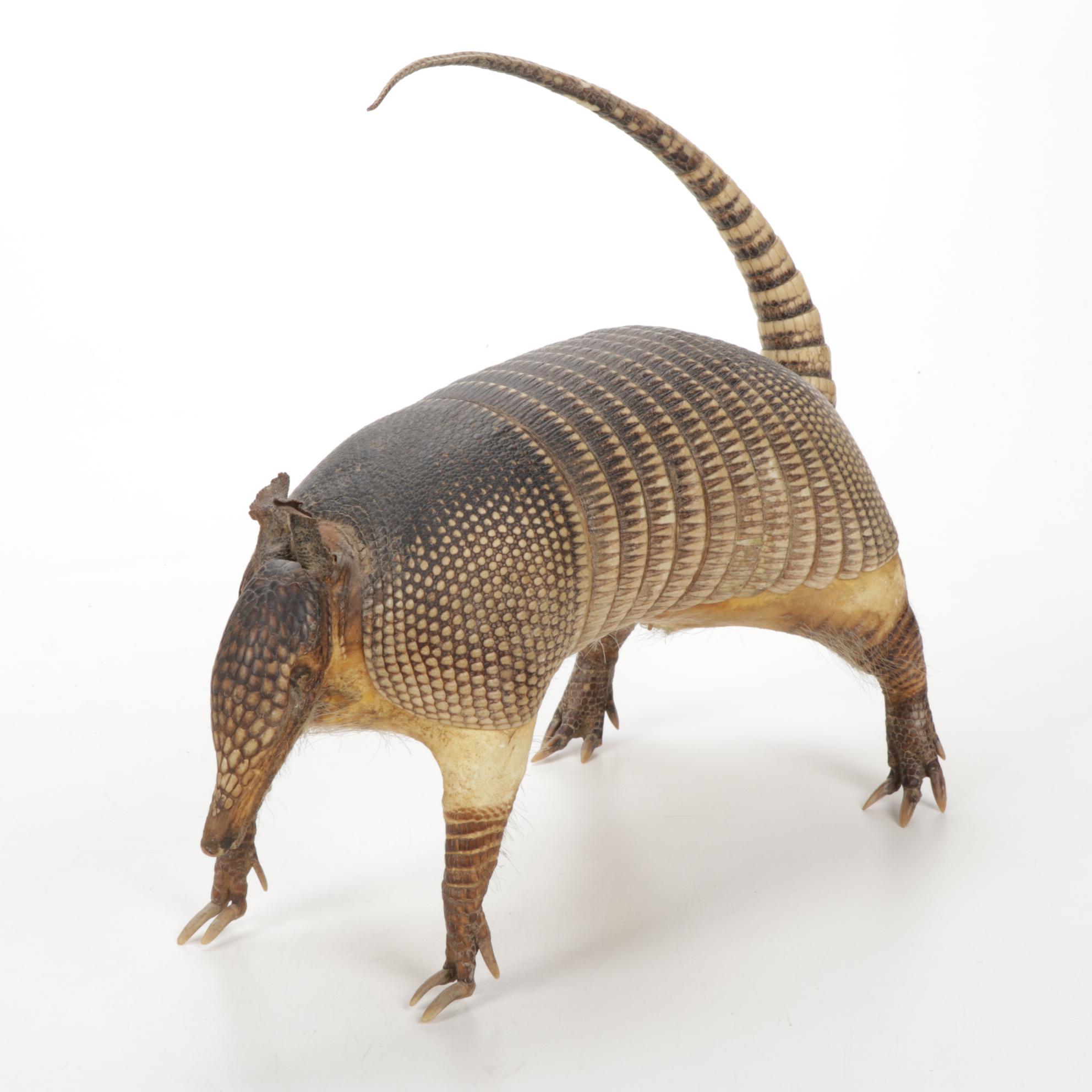 Taxidermy Full Body Nine-Banded Armadillo