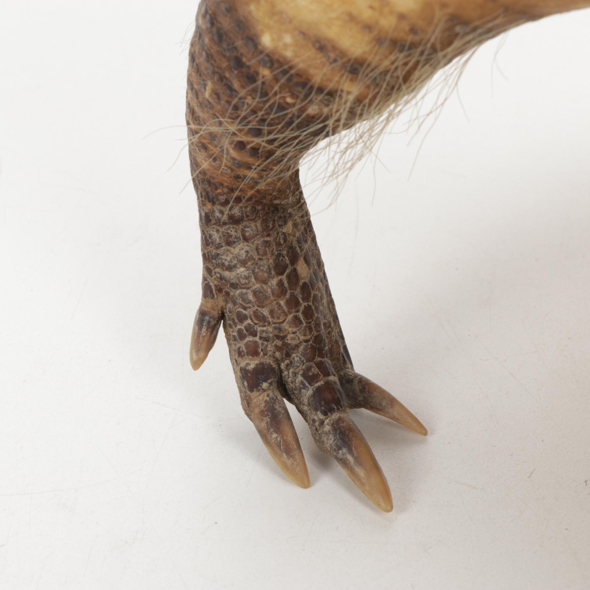 Taxidermy Full Body Nine-Banded Armadillo