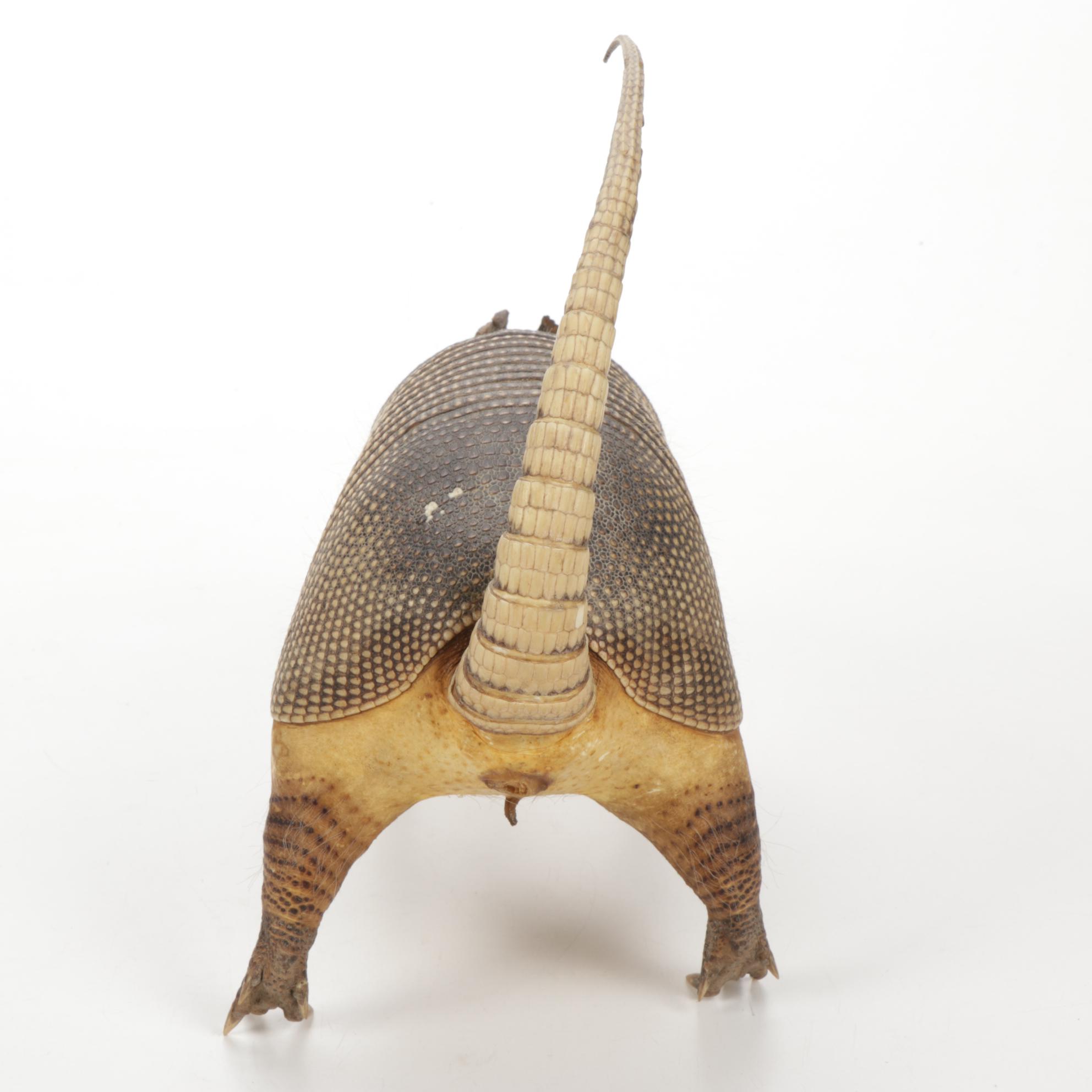 Taxidermy Full Body Nine-Banded Armadillo