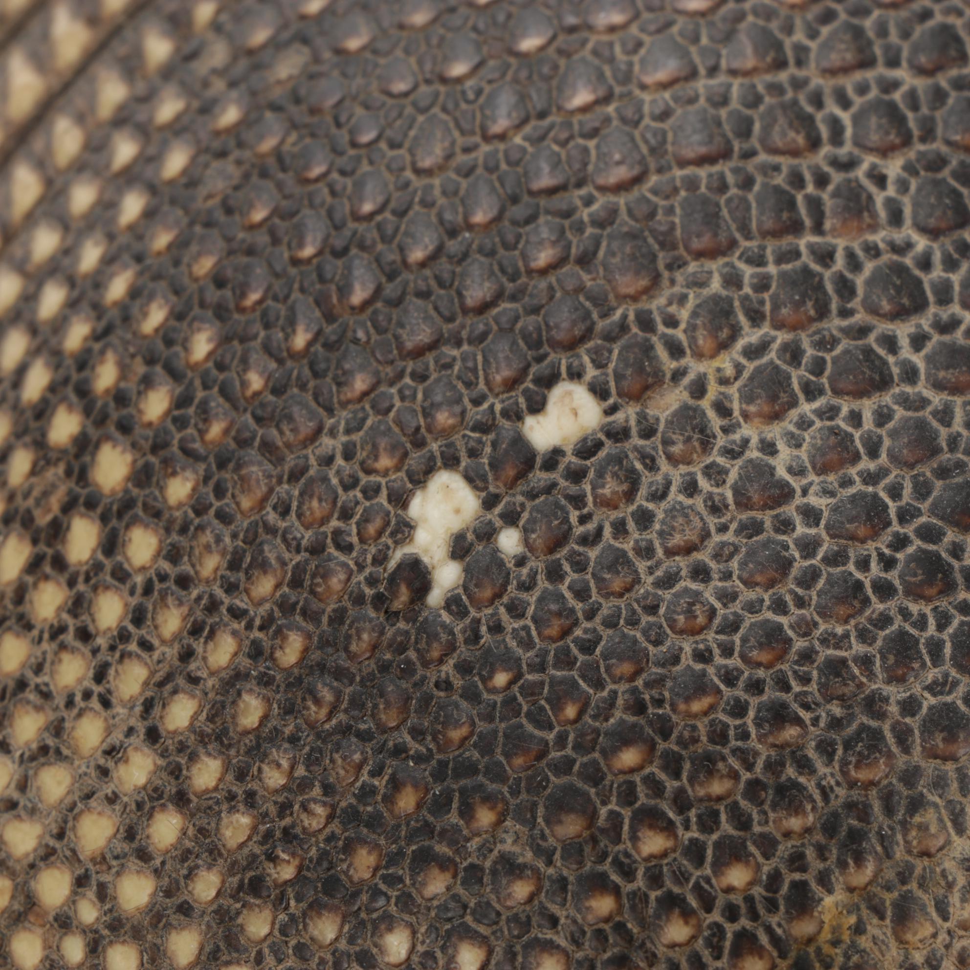 Taxidermy Full Body Nine-Banded Armadillo