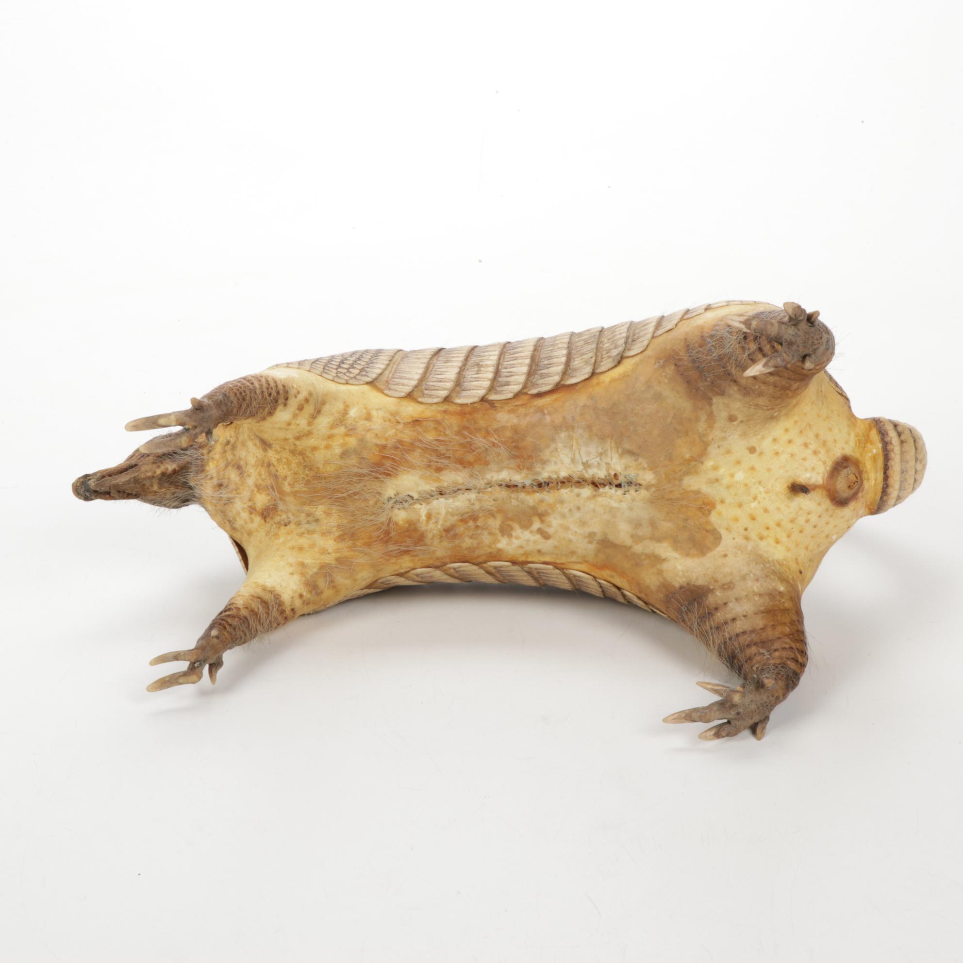 Taxidermy Full Body Nine-Banded Armadillo