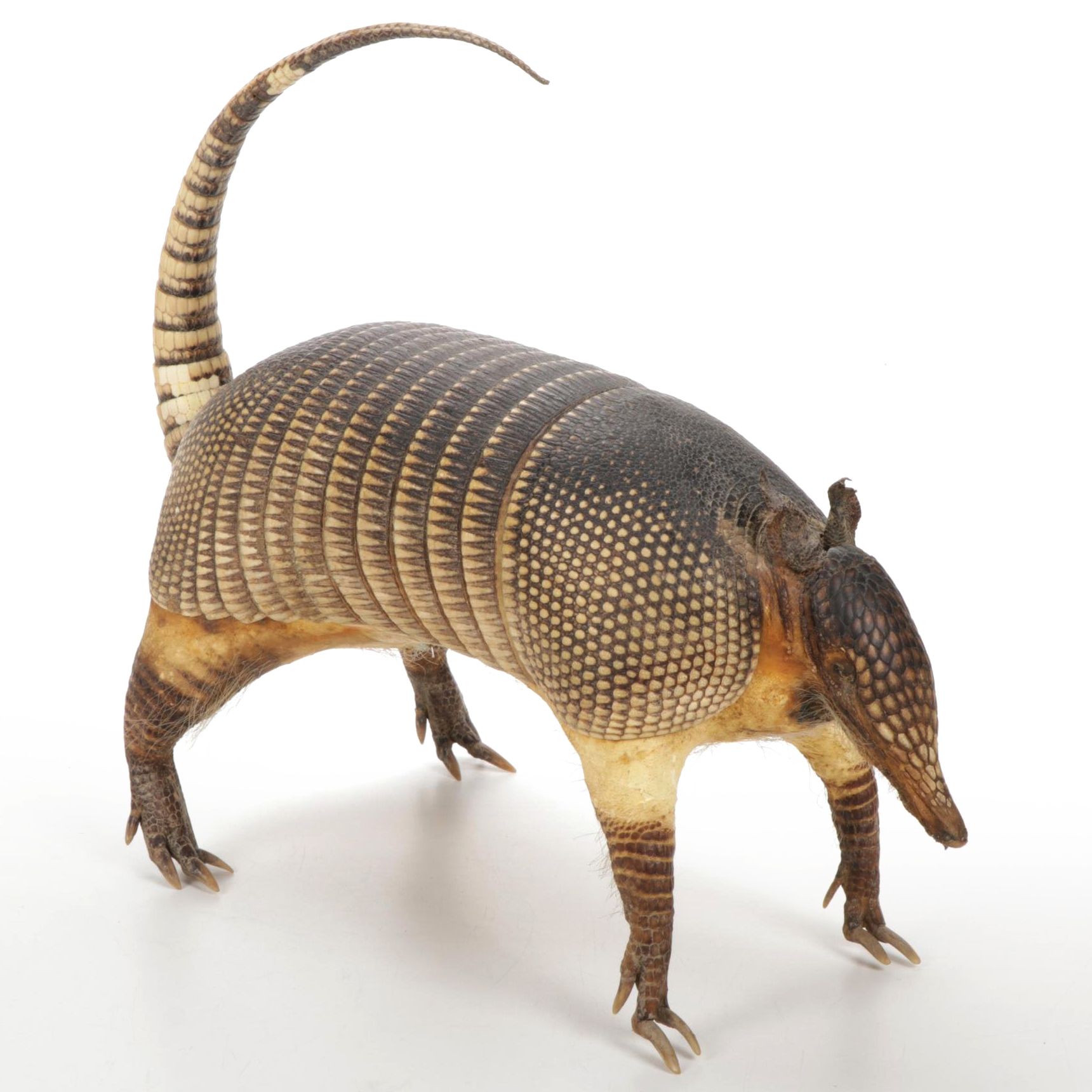 Taxidermy Full Body Nine-Banded Armadillo