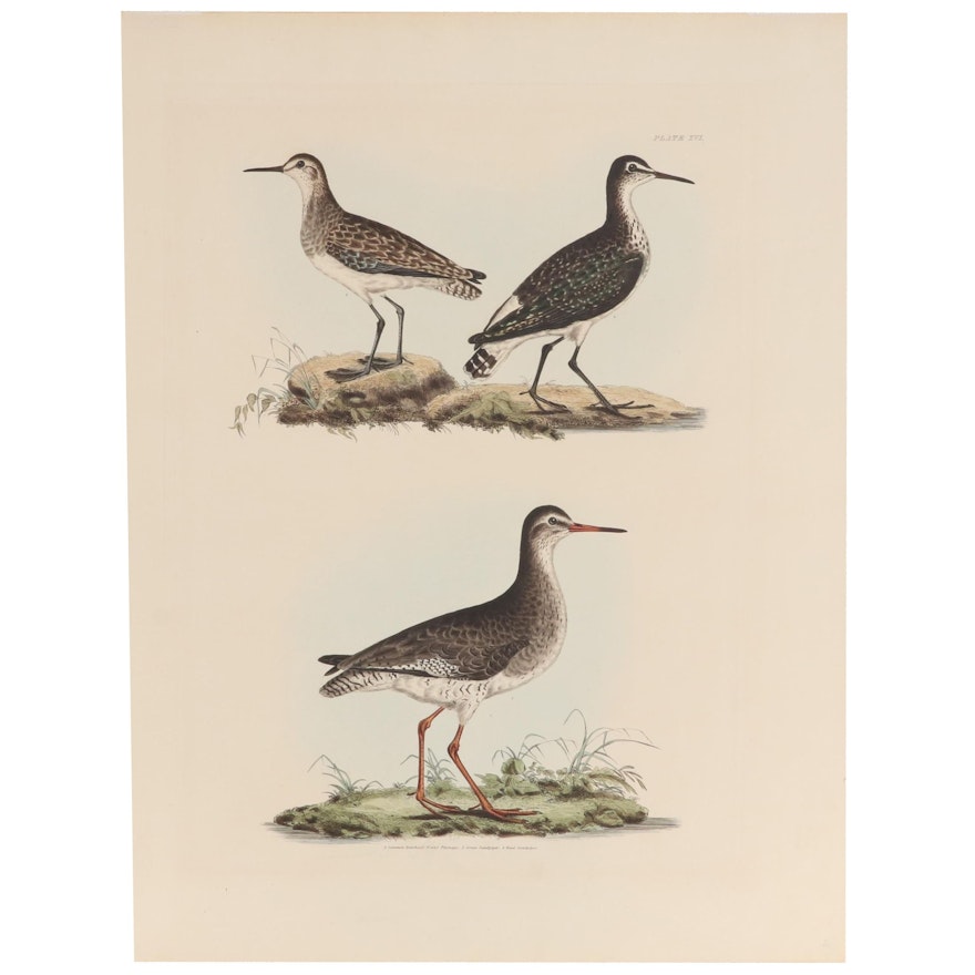 Hand-Colored Engraving After Prideaux John Selby of Bird Illustrations