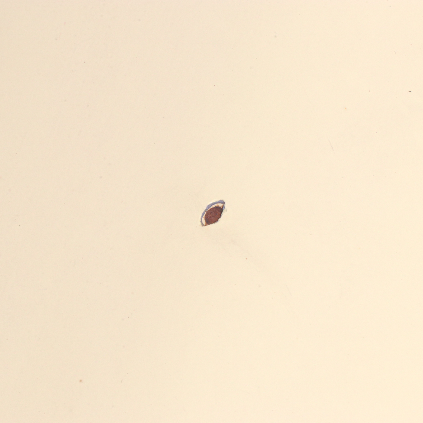 1955 Oldsmobile Super 88