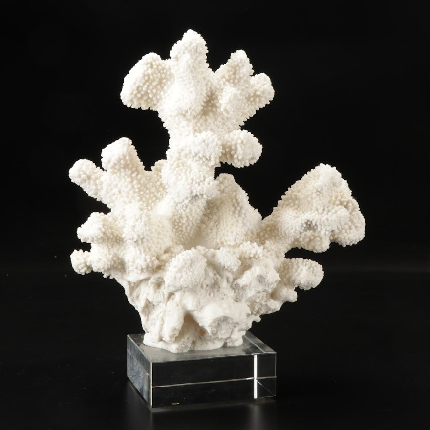 Fossil Scleractinian Stony Coral Specimen with Acrylic Base