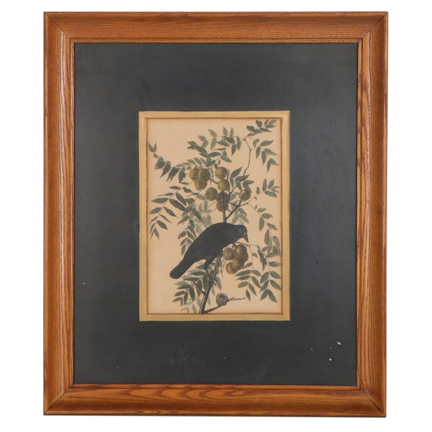 Offset Lithograph After John James Audubon "American Crow"
