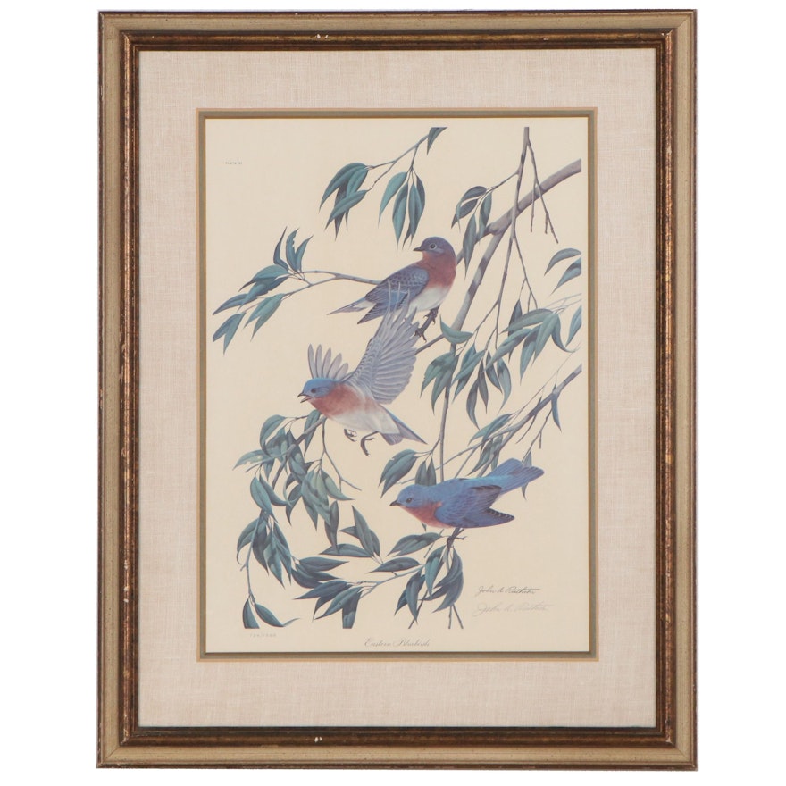 John A. Ruthven Offset Lithograph "Eastern Bluebirds," Late 20th Century