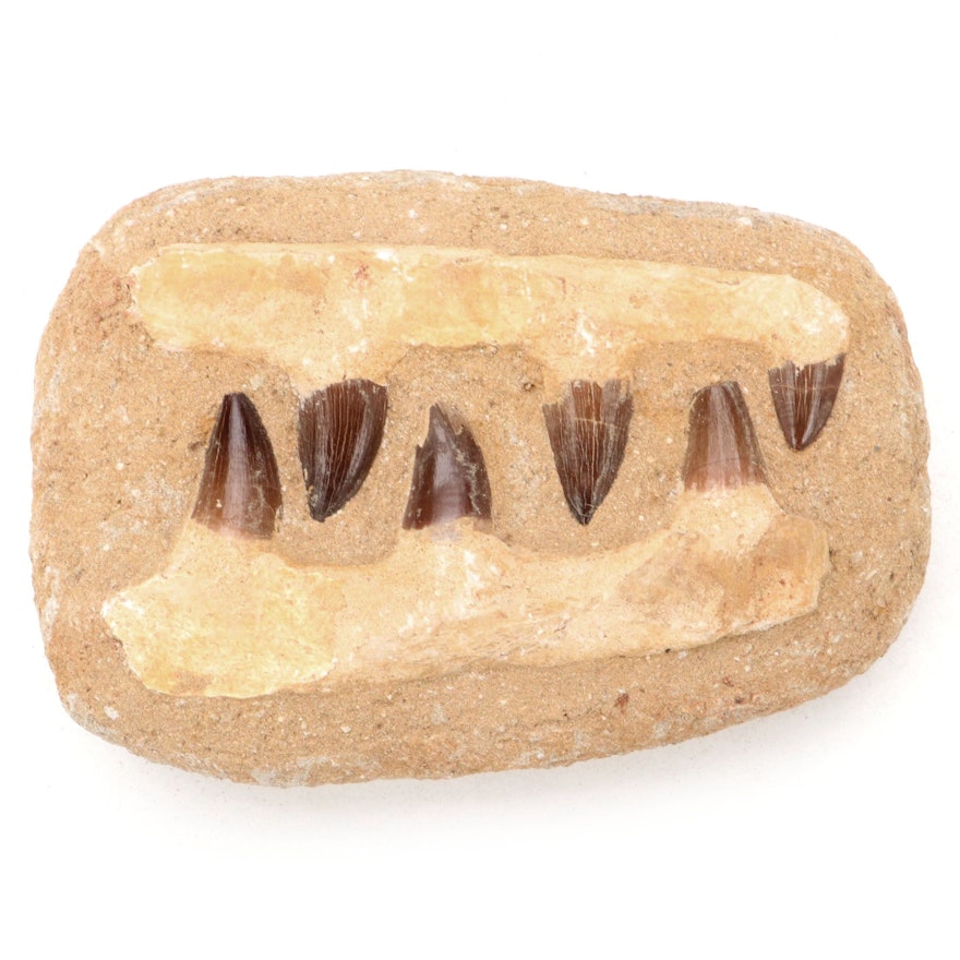 Mosasaur Fossil Teeth in Constructed Sandstone Display