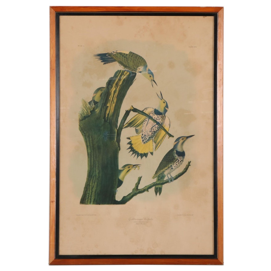 Julius Bien Chromolithograph "Golden-Winged Woodpecker," Late 19th Century