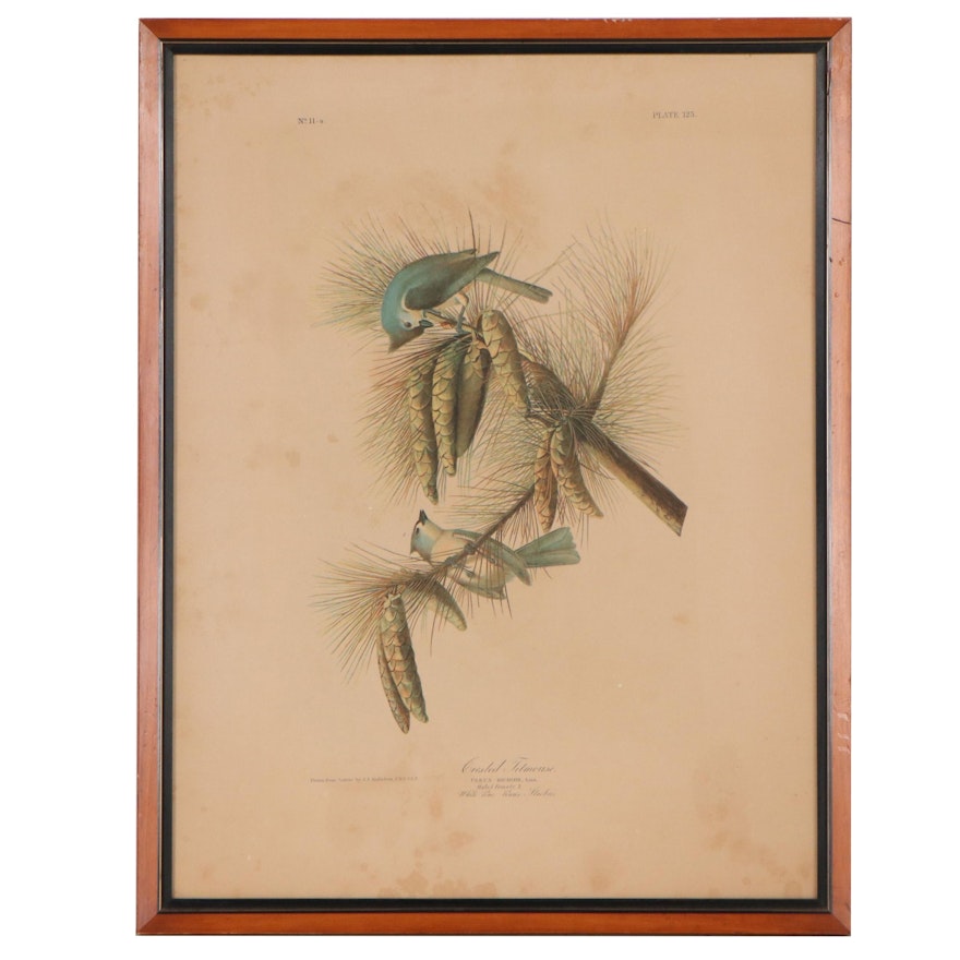 Chromolithograph After John James Audubon "Crested Titmouse"