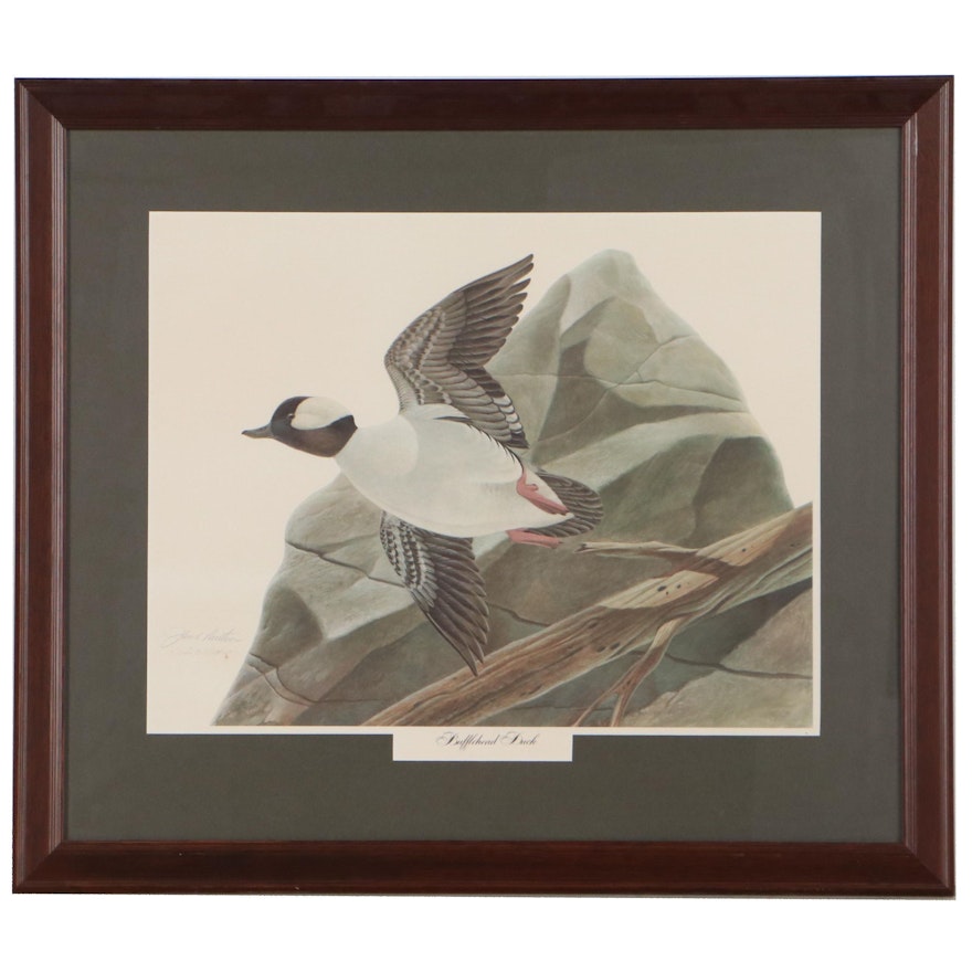 John A. Ruthven Offset Lithograph "Bufflehead Duck," Late 20th Century