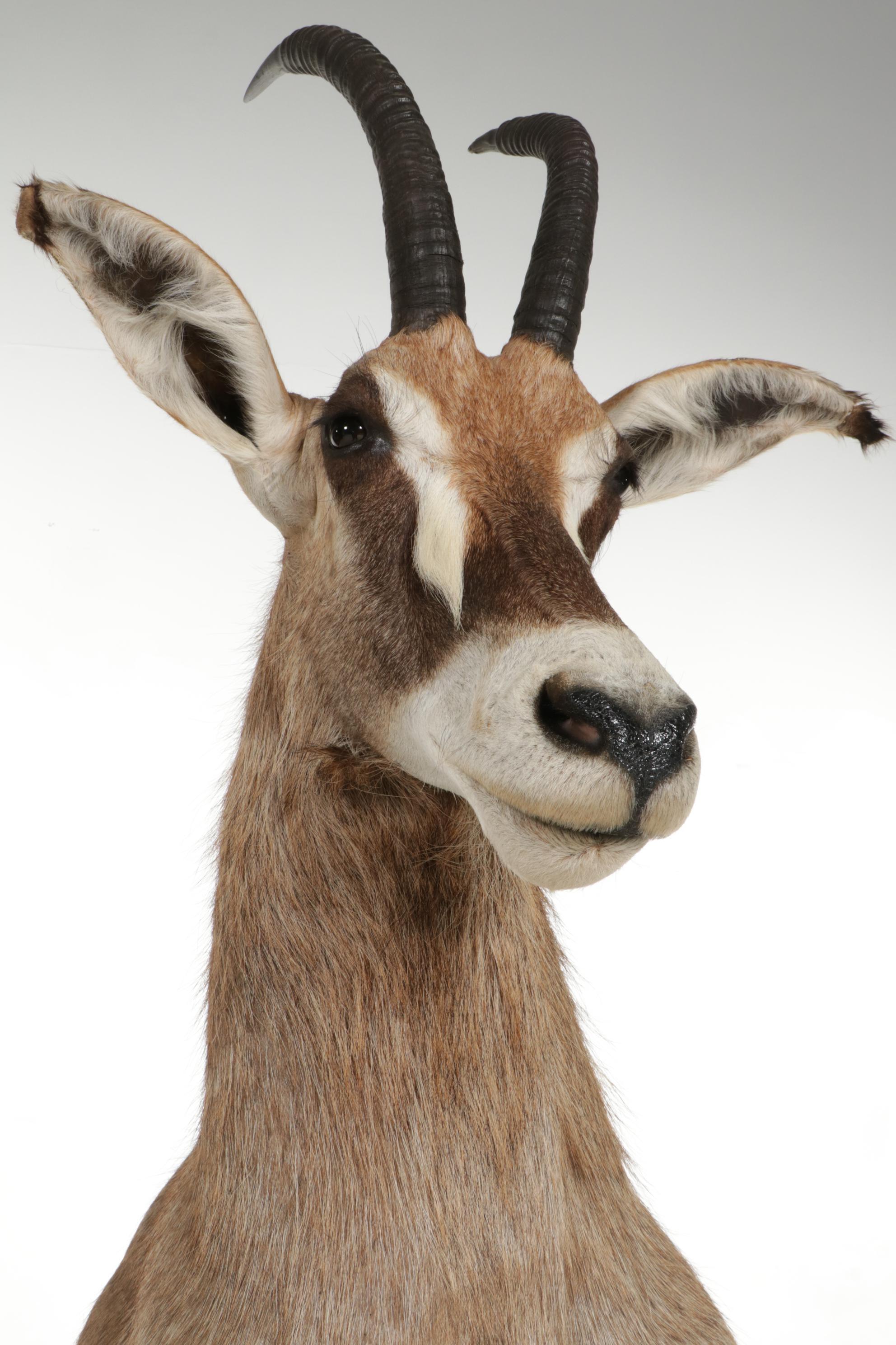 Taxidermy Roan Antelope Shoulder Mount on Pedestal Base