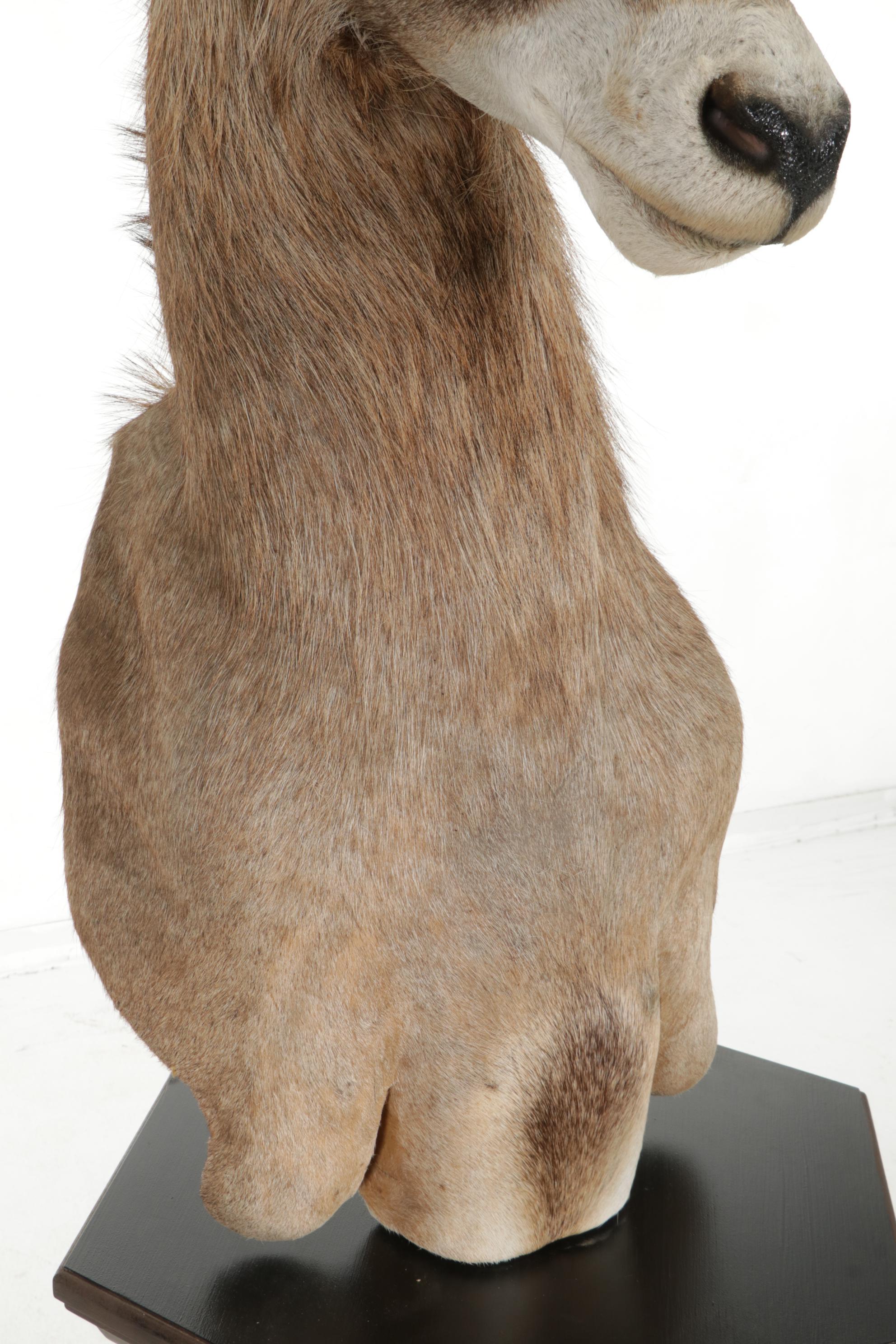Taxidermy Roan Antelope Shoulder Mount on Pedestal Base