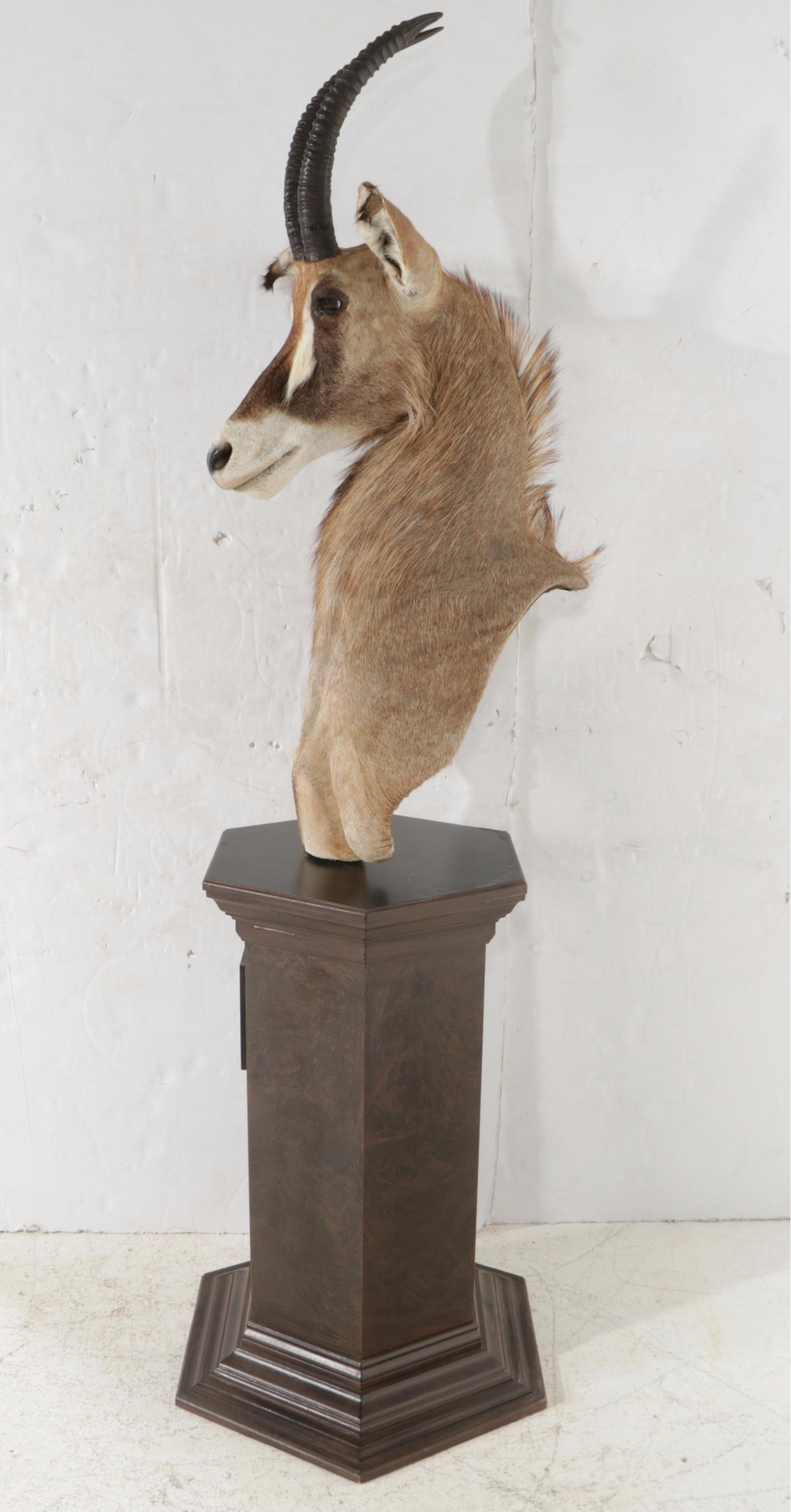 Taxidermy Roan Antelope Shoulder Mount on Pedestal Base