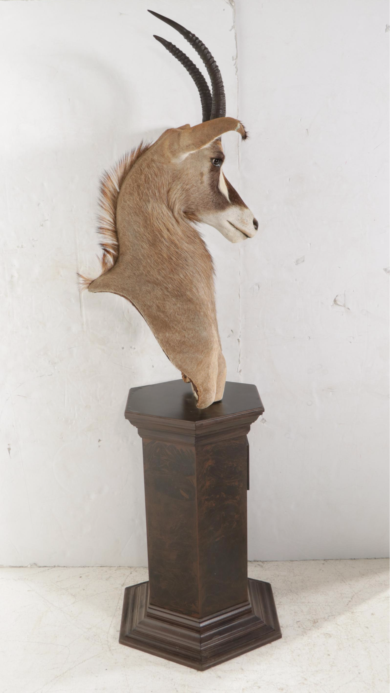 Taxidermy Roan Antelope Shoulder Mount on Pedestal Base
