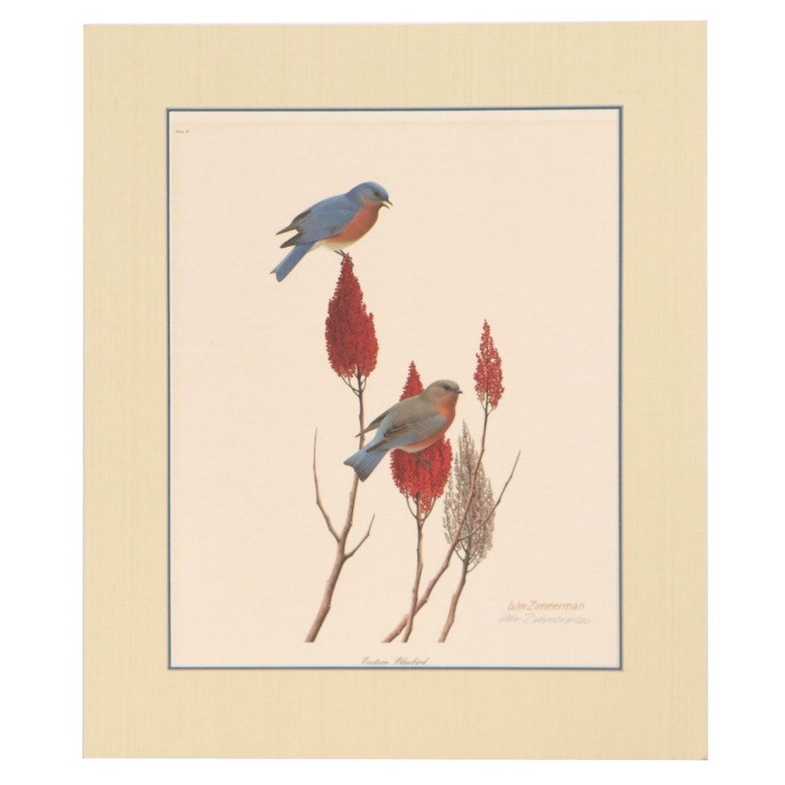 William Harold Zimmerman Offset Lithograph "Eastern Bluebird," Late 20th Century