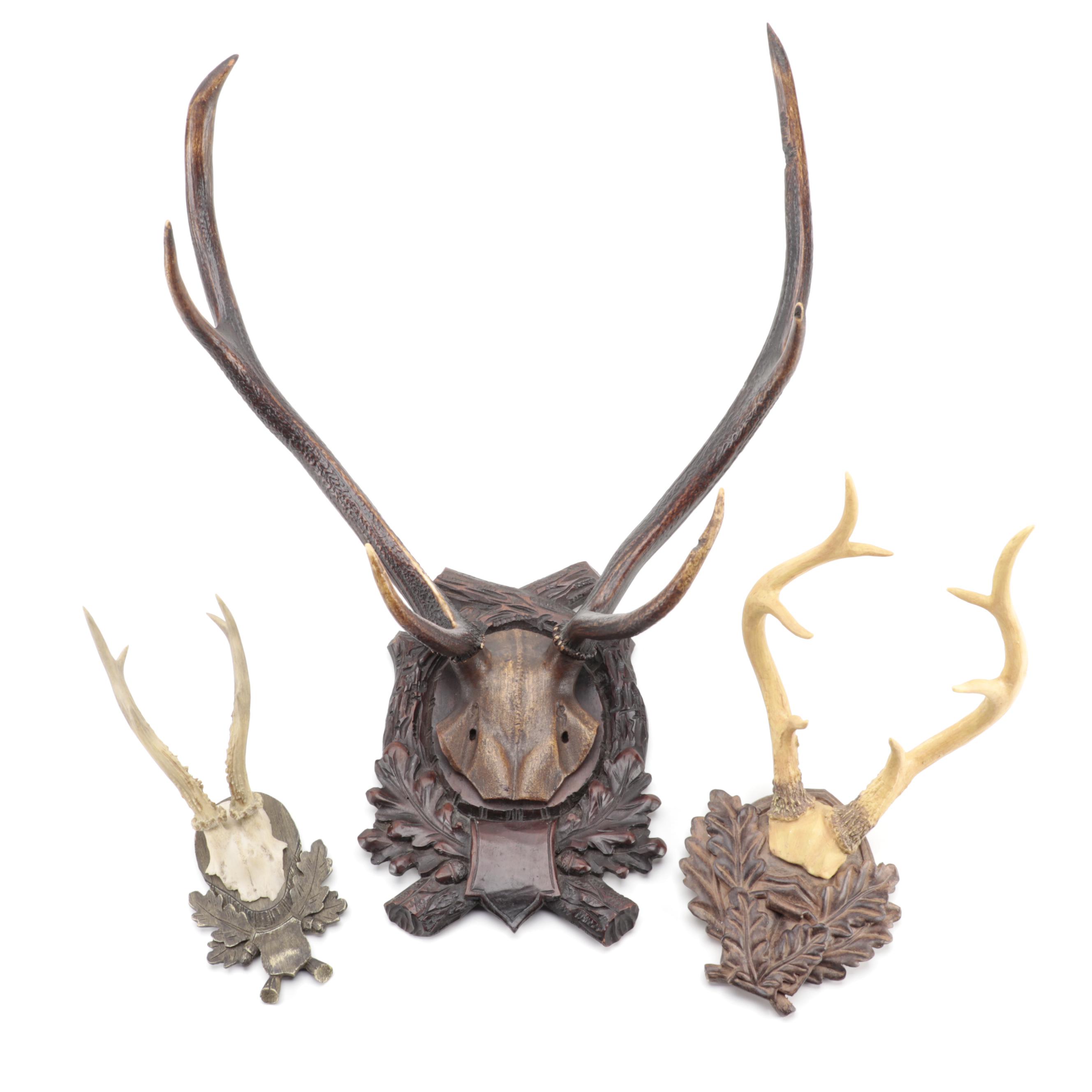 Taxidermy Black Forest Red Deer Antler Mount with Other Resin Antler Wall Mounts