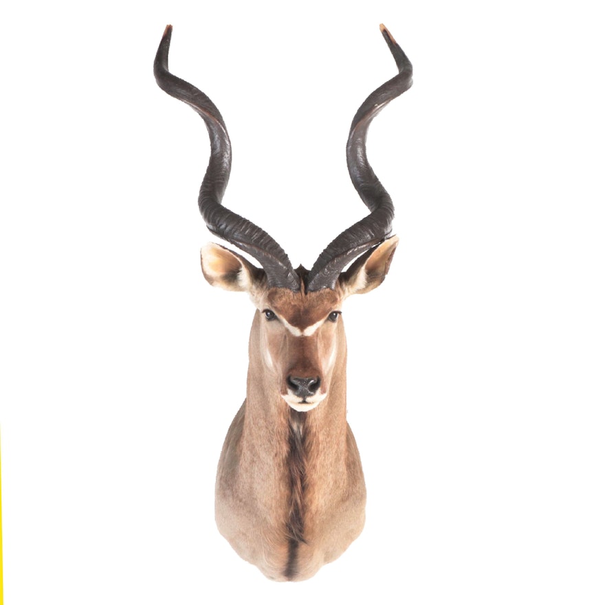 Taxidermy African Greater Kudu Shoulder Mount, 1990s