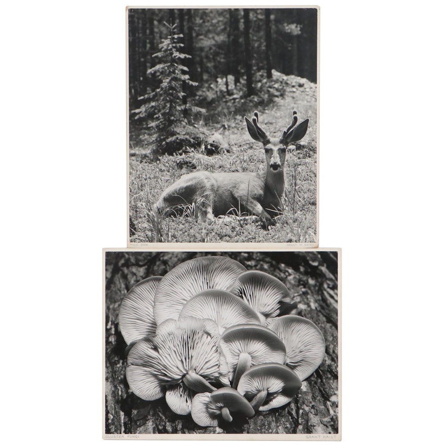 Grant Haist Silver Print Photographs "Mule Deer" and "Cluster Fungi"