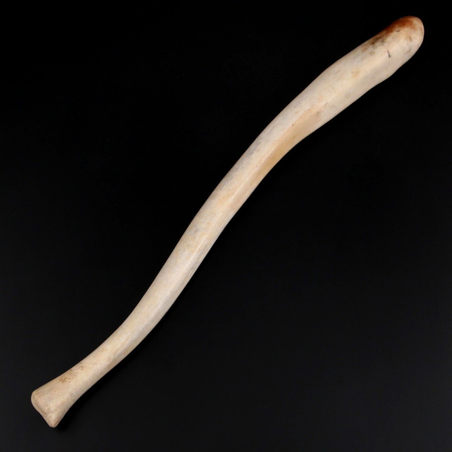 Fossilized Walrus Oosik Baculum