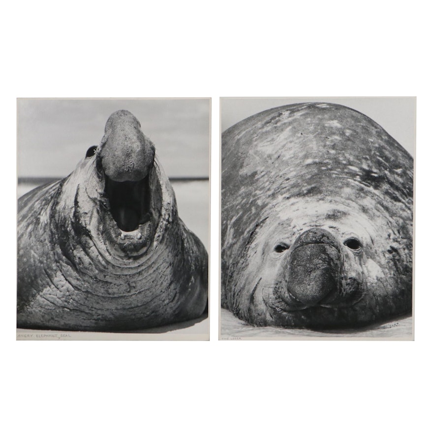 Grant M. Haist Silver Gelatin Animal Photographs "Angry Elephant Seal"