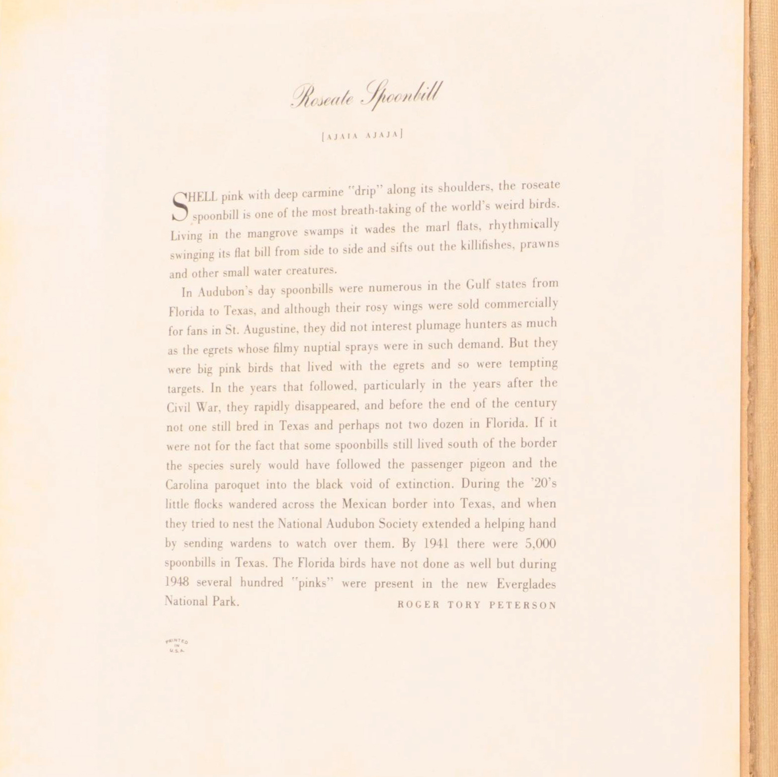 "Birds of America" Print Collection by Audubon and Roger Tory Peterson