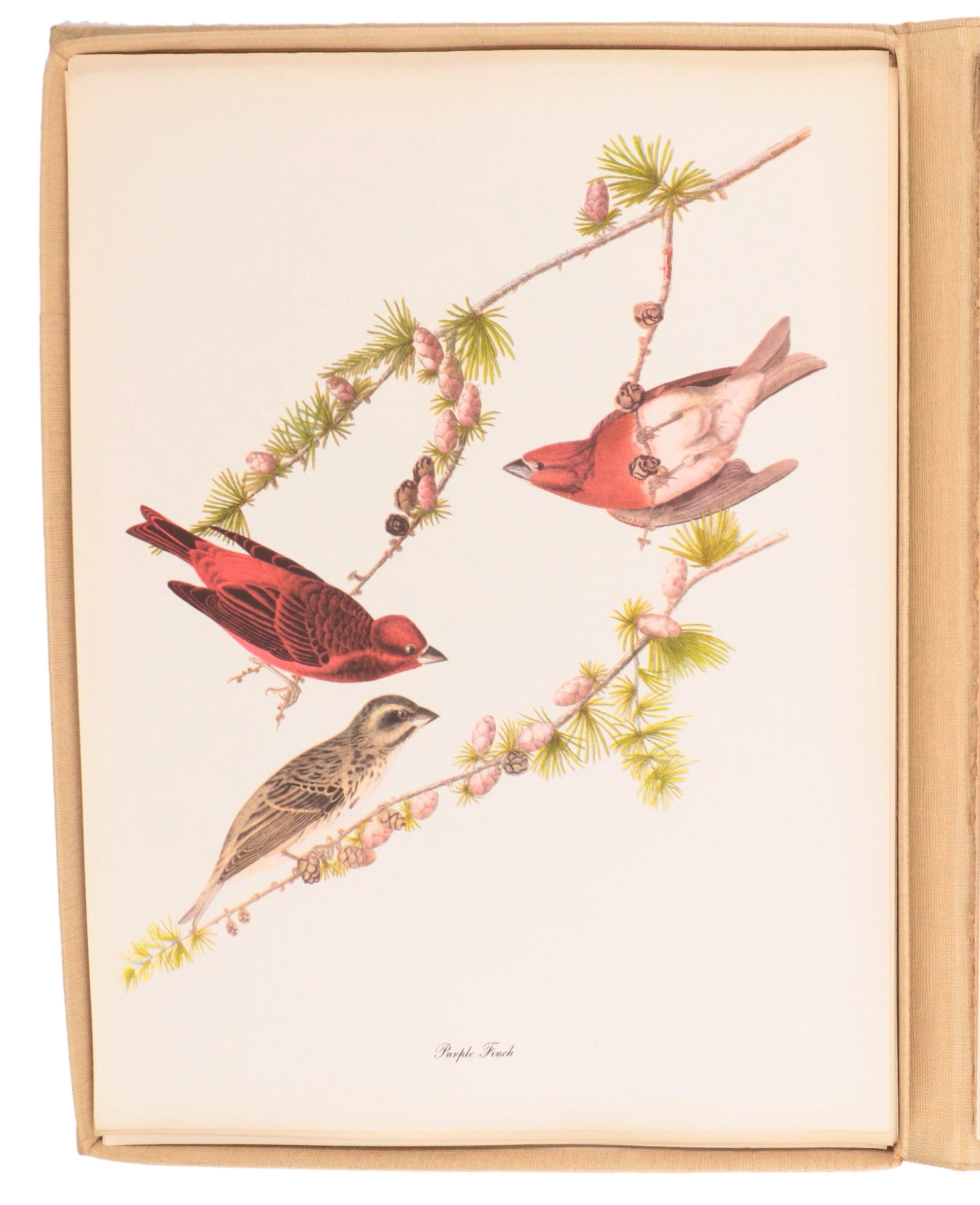 "Birds of America" Print Collection by Audubon and Roger Tory Peterson