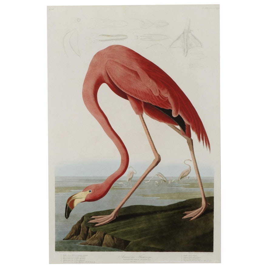 Giclée After John James Audobon "American Flamingo," 21st Century