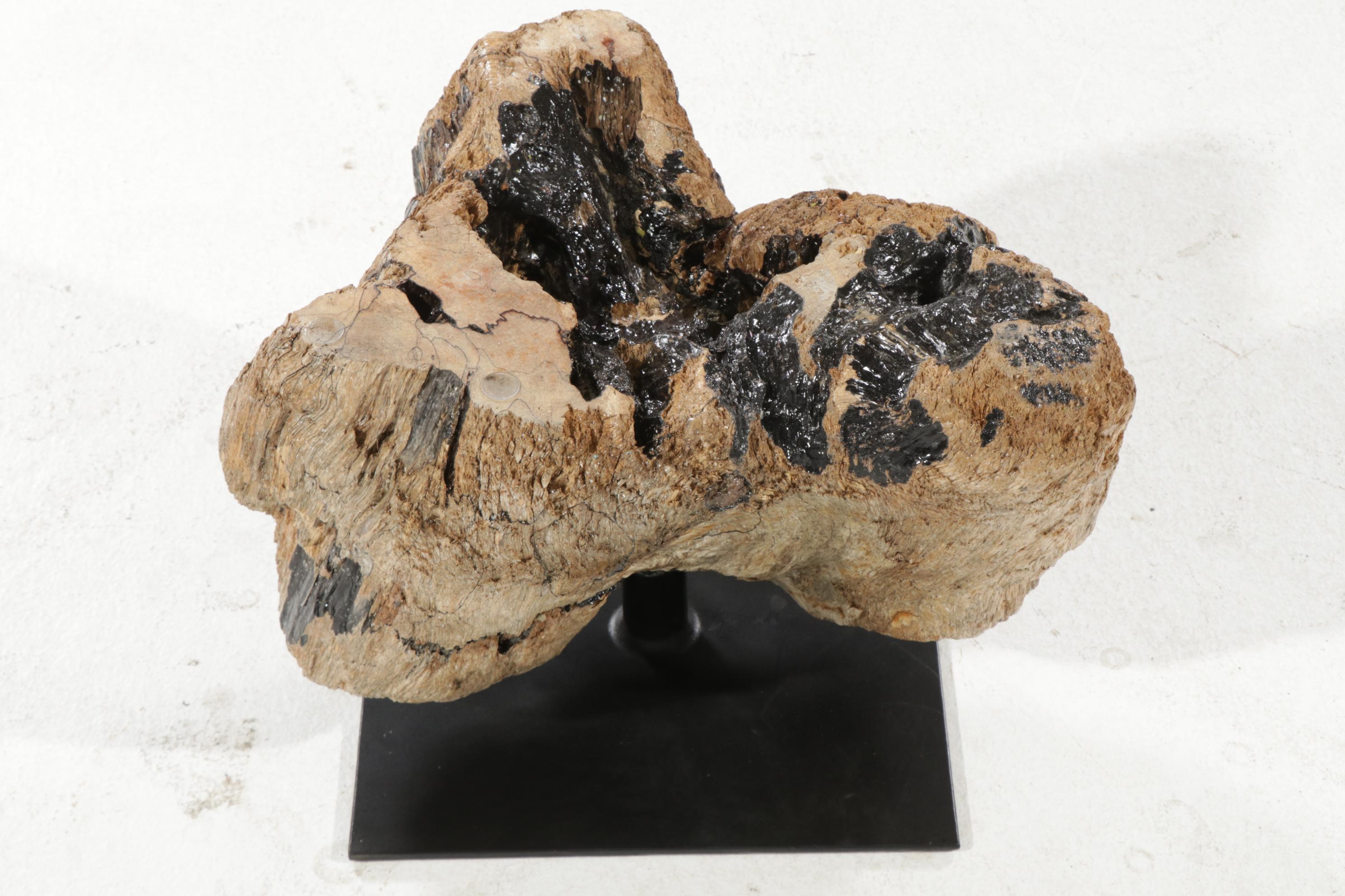 Contemporary Glass Top Coffee Table on Driftwood and Steel Base