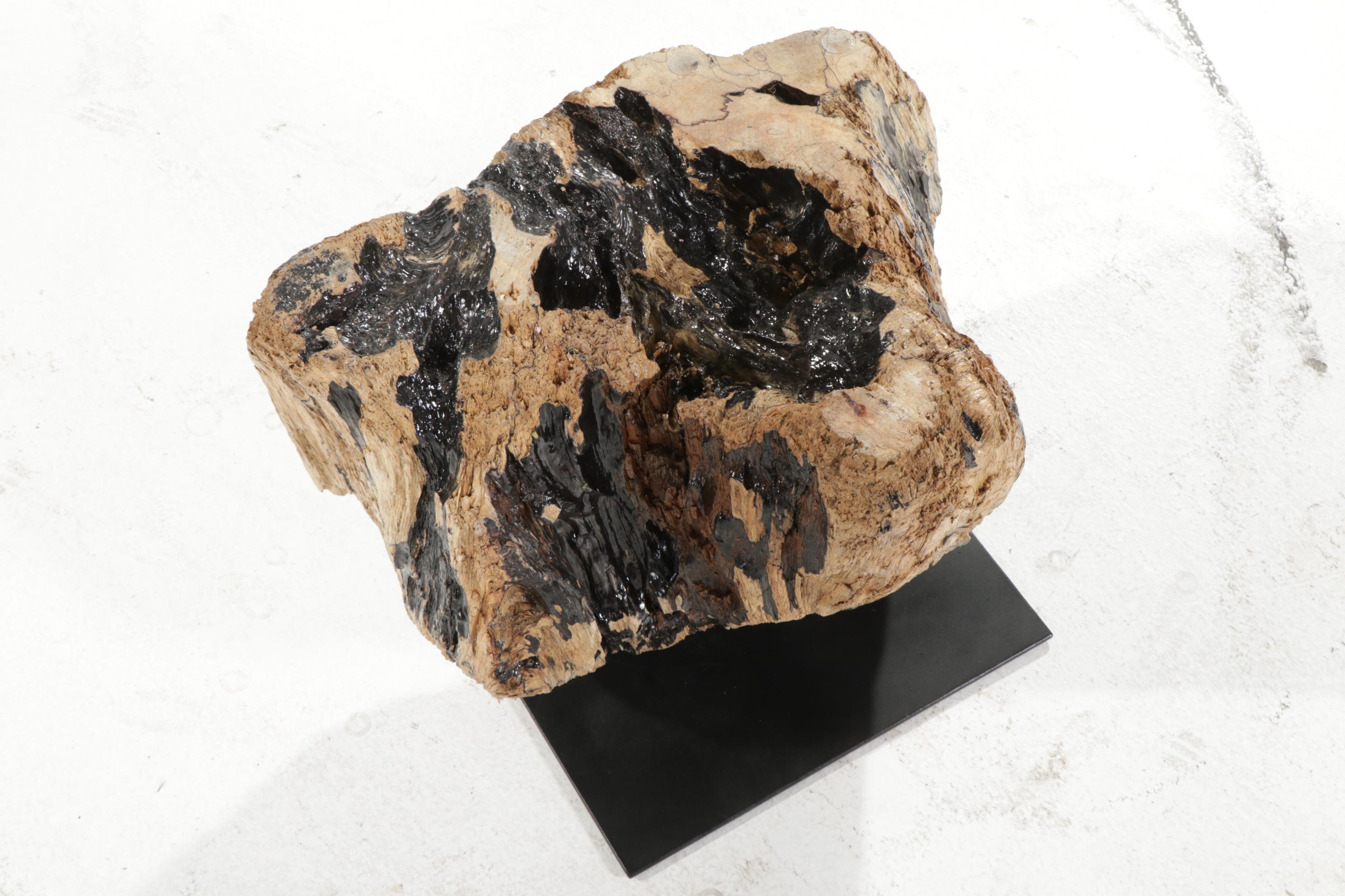 Contemporary Glass Top Coffee Table on Driftwood and Steel Base