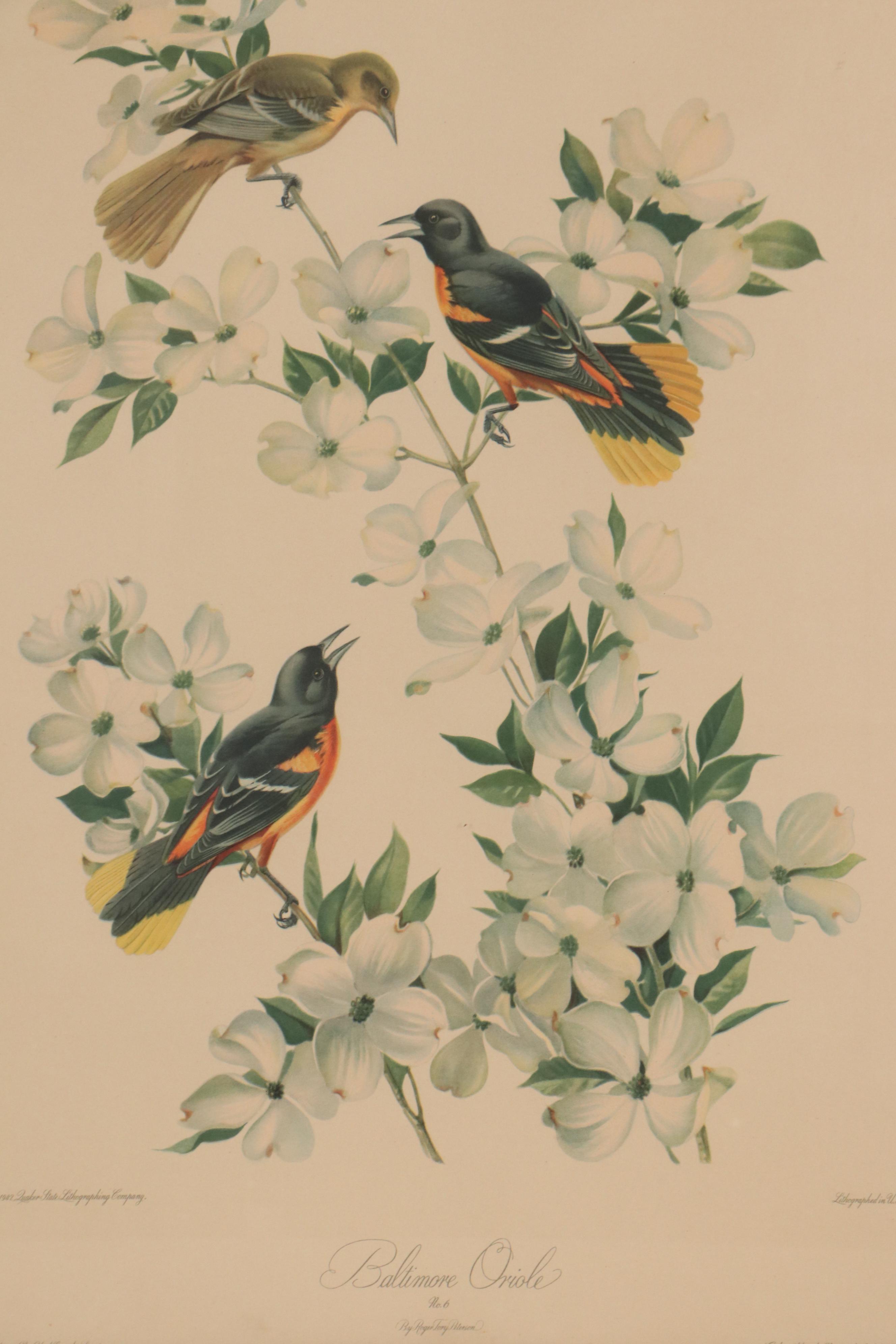 Offset Lithograph After Roger Tory Peterson "Baltimore Oriole"