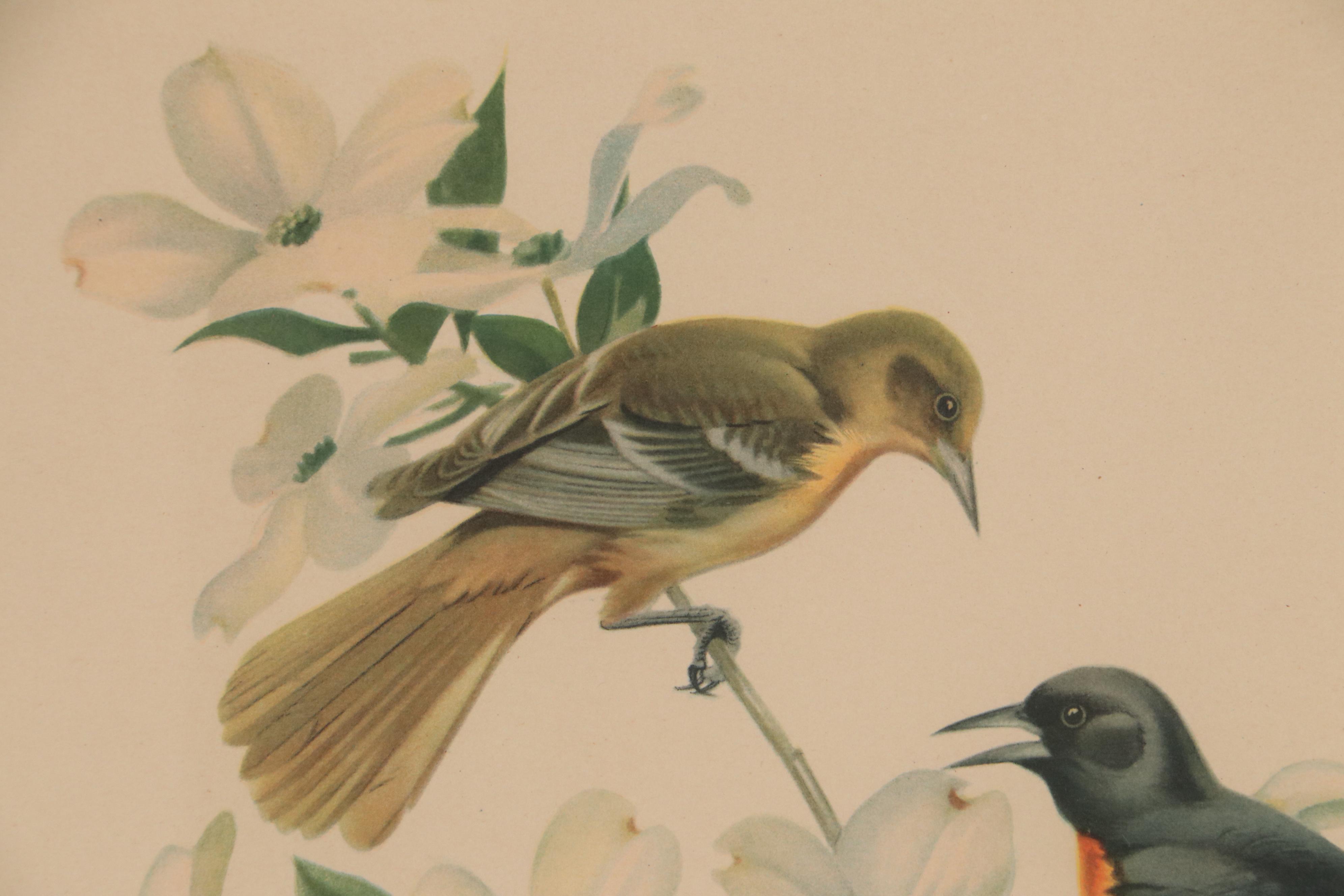 Offset Lithograph After Roger Tory Peterson "Baltimore Oriole"